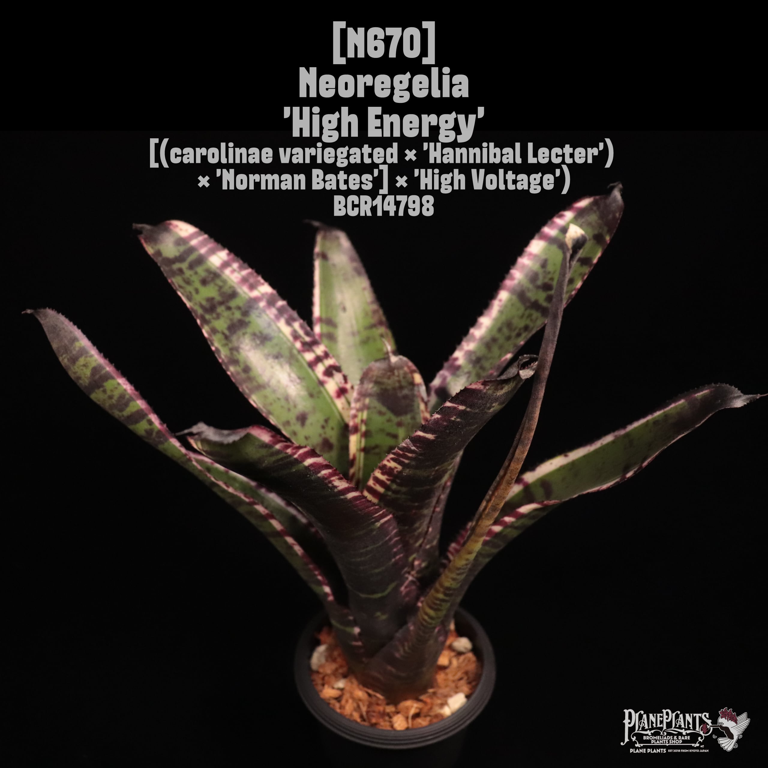 Neoregelia 'High Energy'〔ネオレゲリア〕N670
