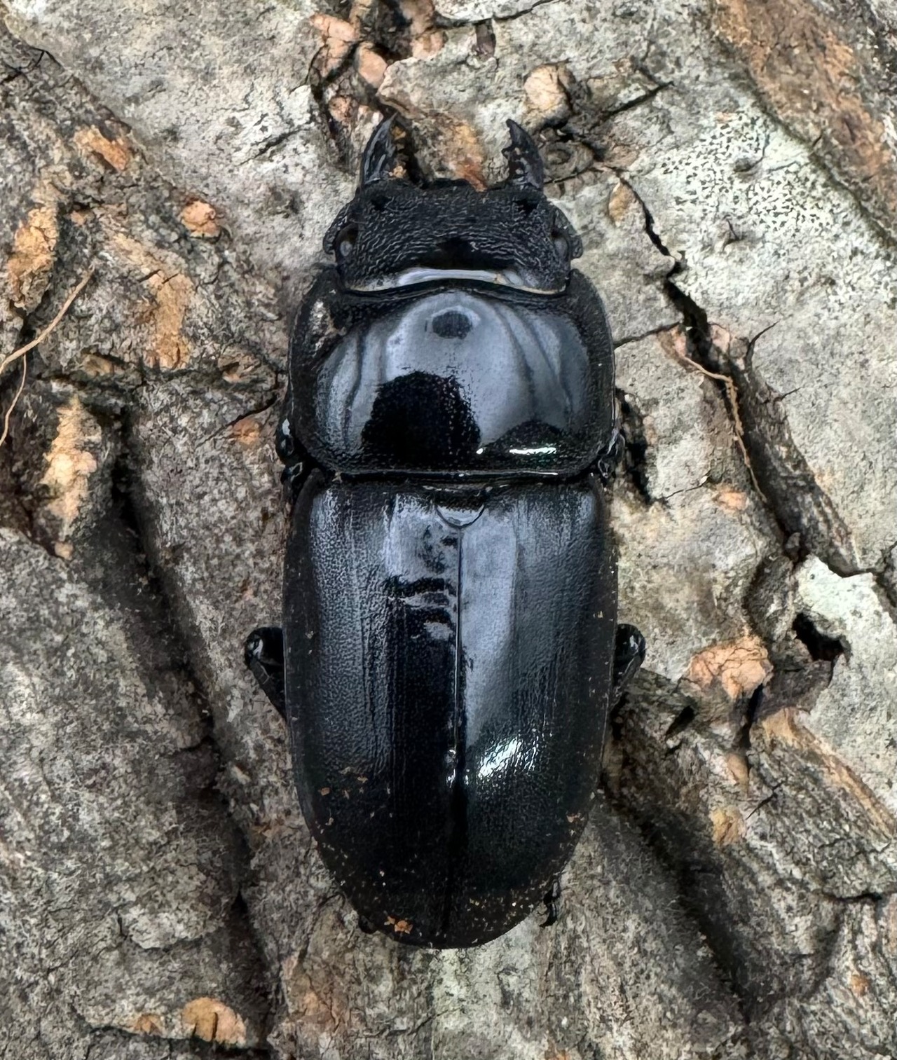 【WD】《スマトラオオヒラタ ベンクール産 77mm ペア》