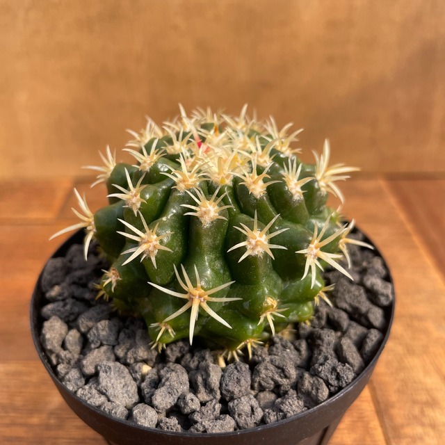 Echinocactus grusonii【エキノカクタス・太短刺金鯱】
