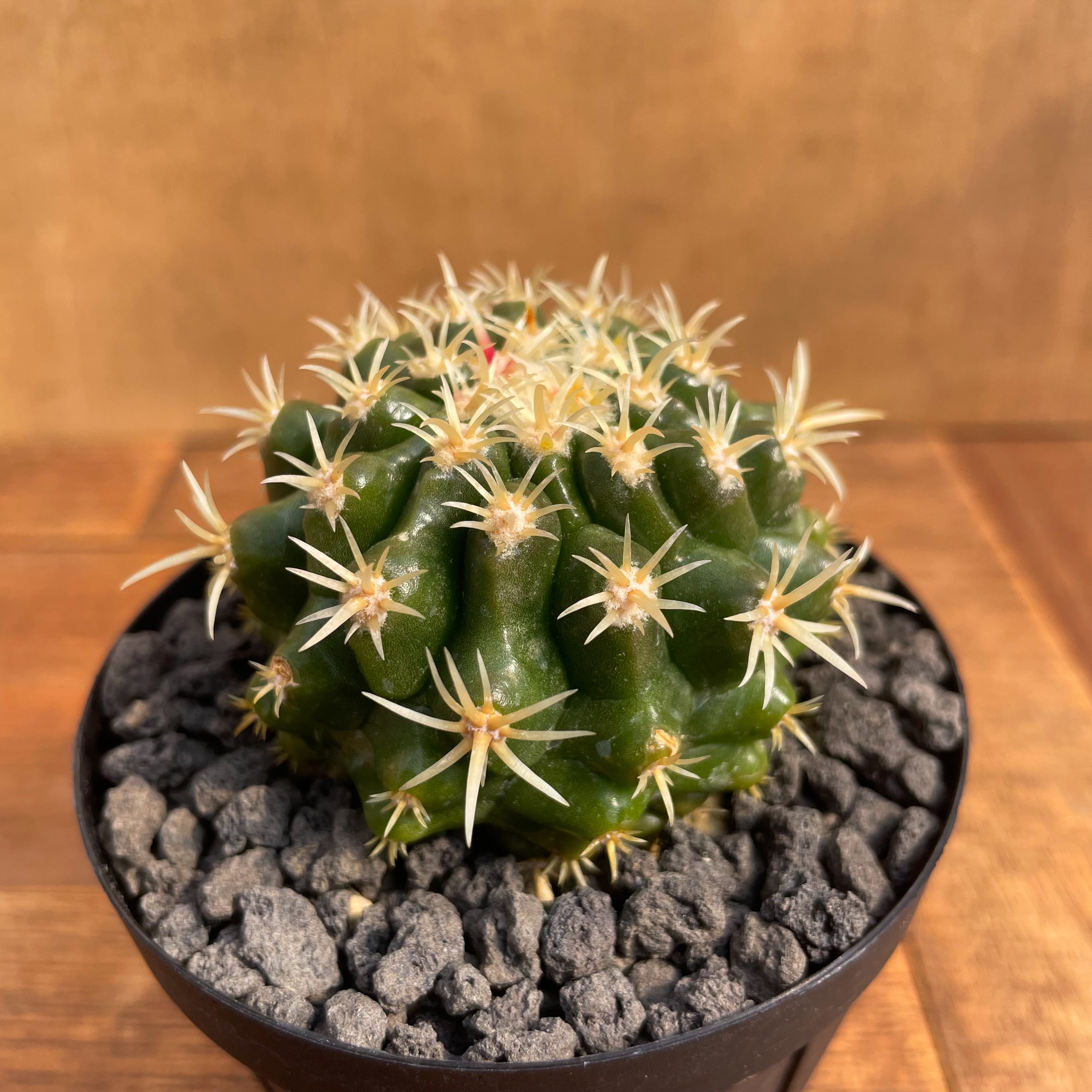 Echinocactus grusonii【エキノカクタス・太短刺金鯱】 | RIMO