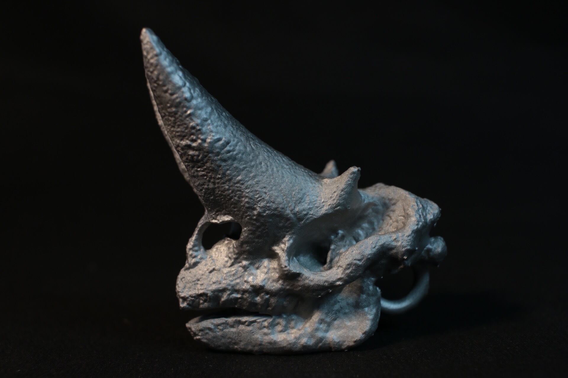 木彫　絶滅哺乳類　アルケオテリウム　頭骨模型　1/5スケール 木彫 絶滅哺乳類 アルケオテリウム 頭骨模型 1/5スケール - メルカリ