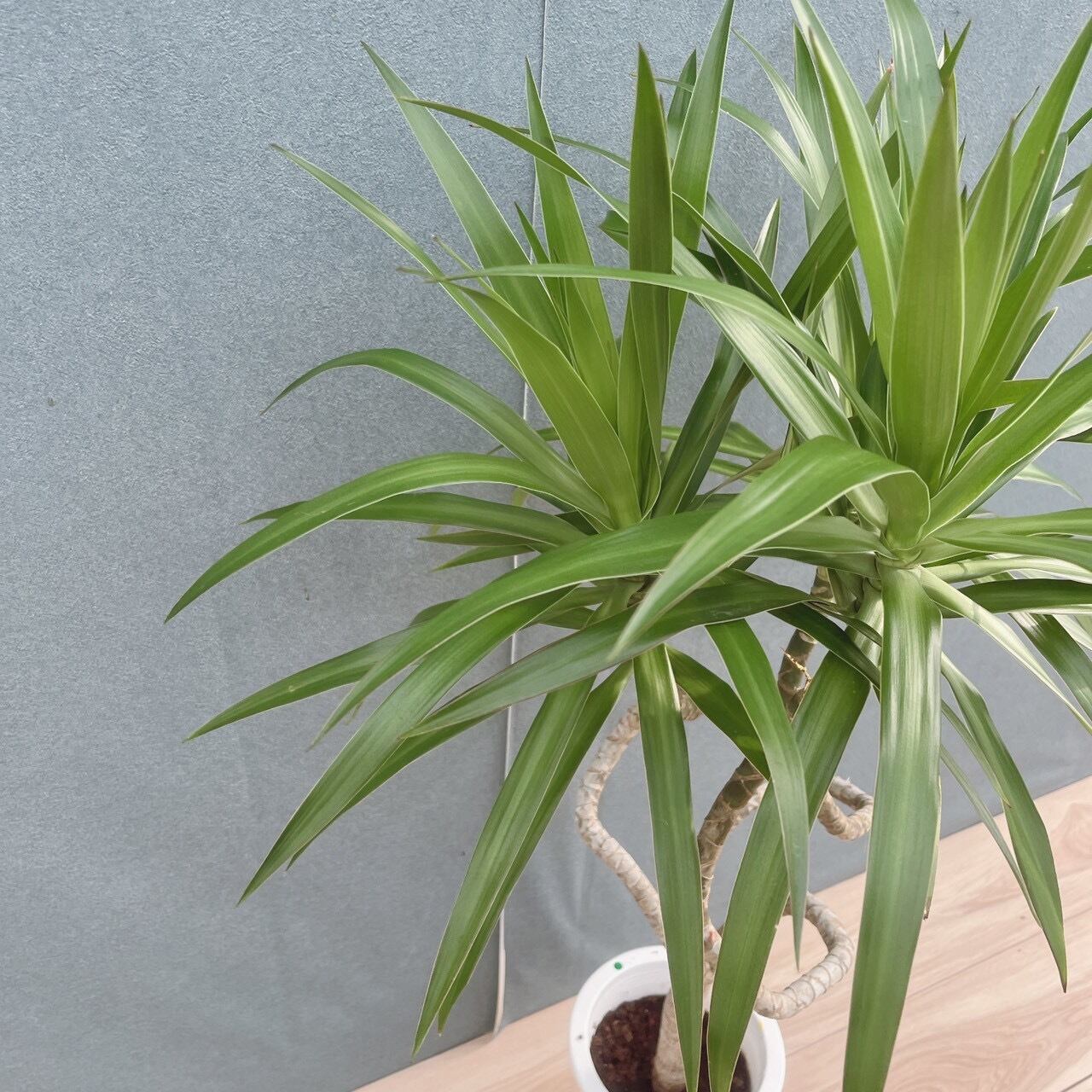 ［現品］【希少】9番　ドラセナ　ナビー　龍　6号　観葉植物　室内　レア　おしゃれ 現品］【希少】9番 ドラセナ ナビー 龍 6号 観葉植物 大型 室内 レア