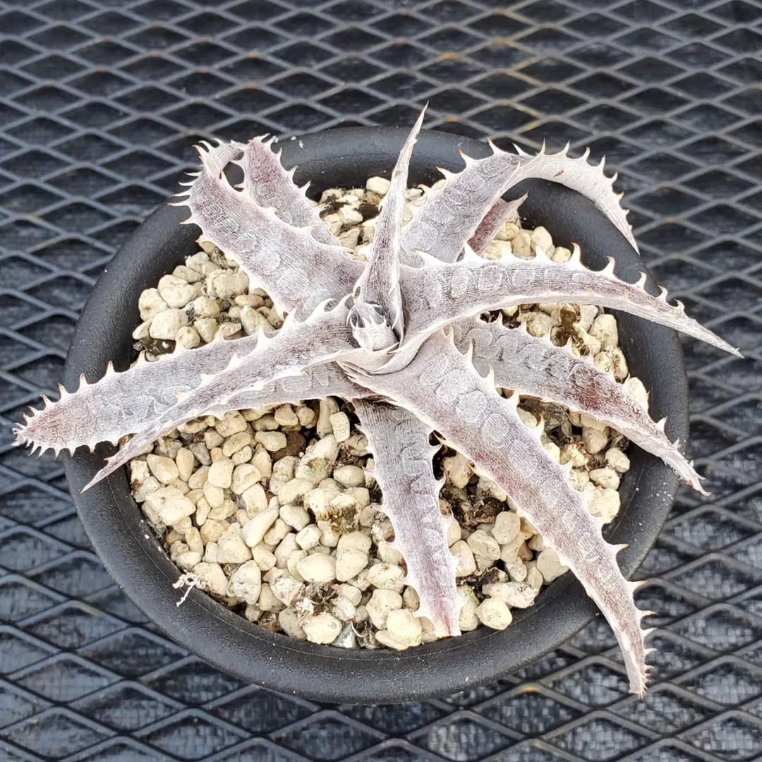 F00463_Dyckia 'Satith'：ディッキア・サティス（子株） | レア
