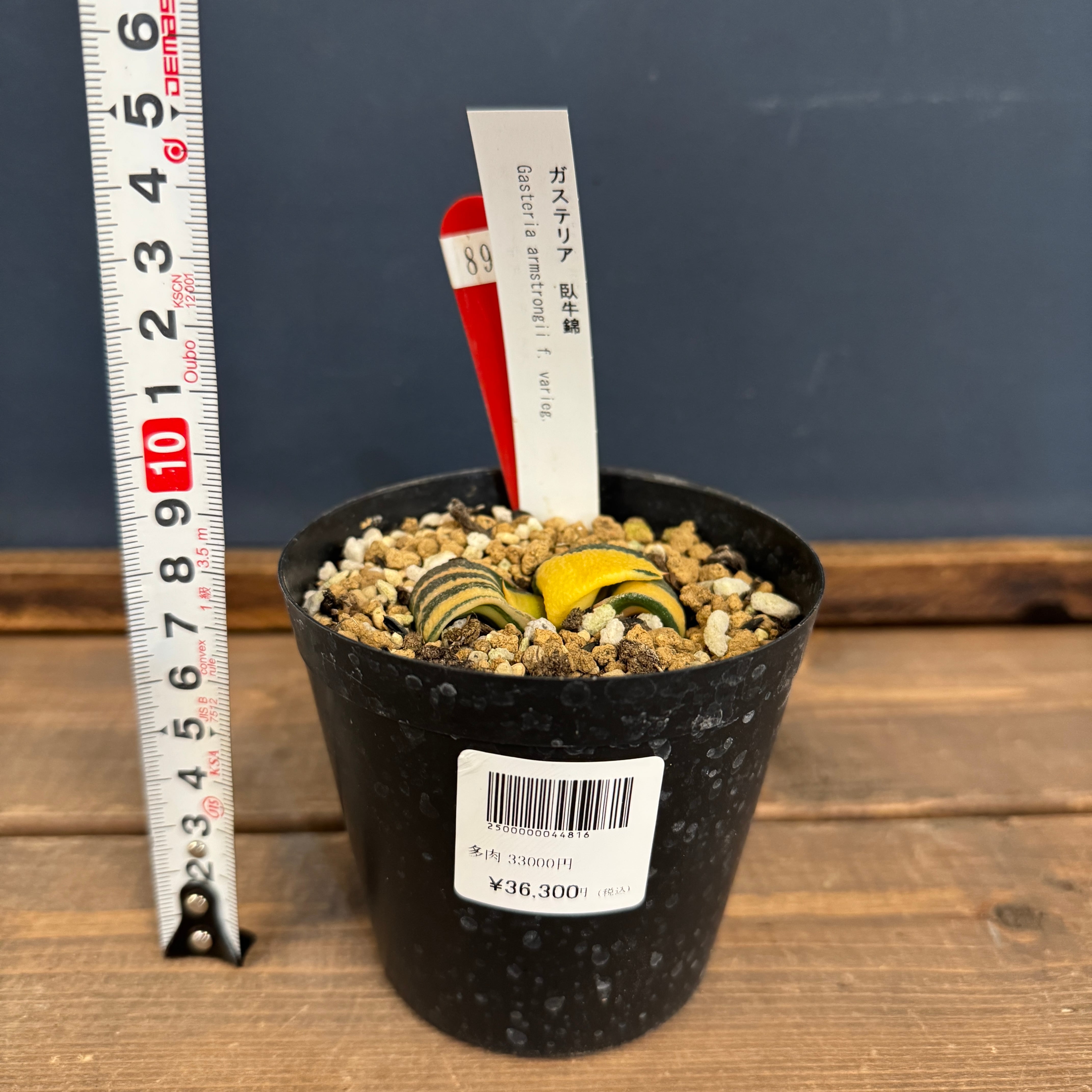 ガステリア 臥牛錦【896】 | PROTOLEAF プロトリーフ