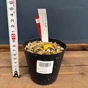 ガステリア 臥牛錦【896】