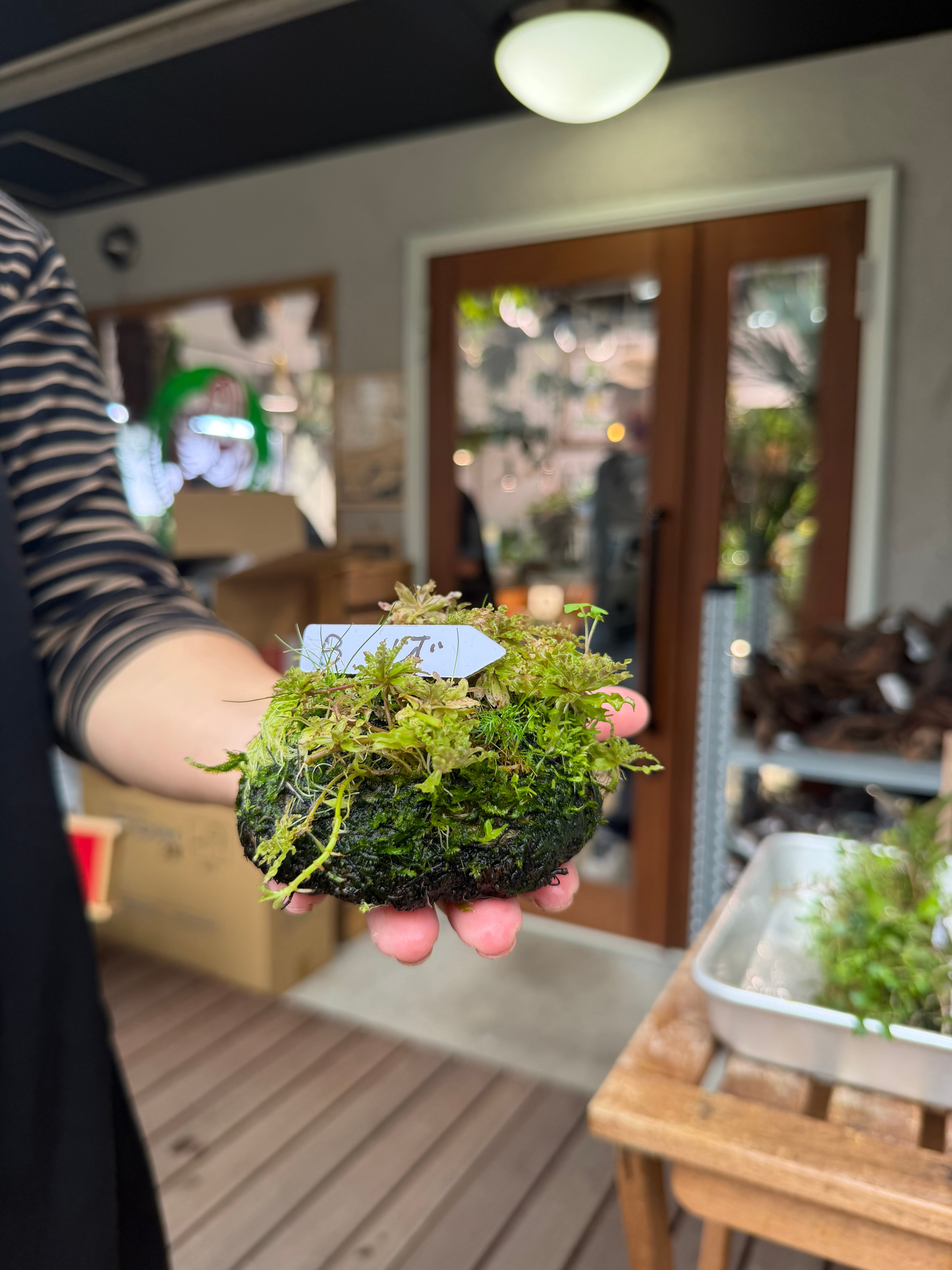 ADA】9月26日分ADA侘び草しずく！背が高くなりにくい（写真の現物配送