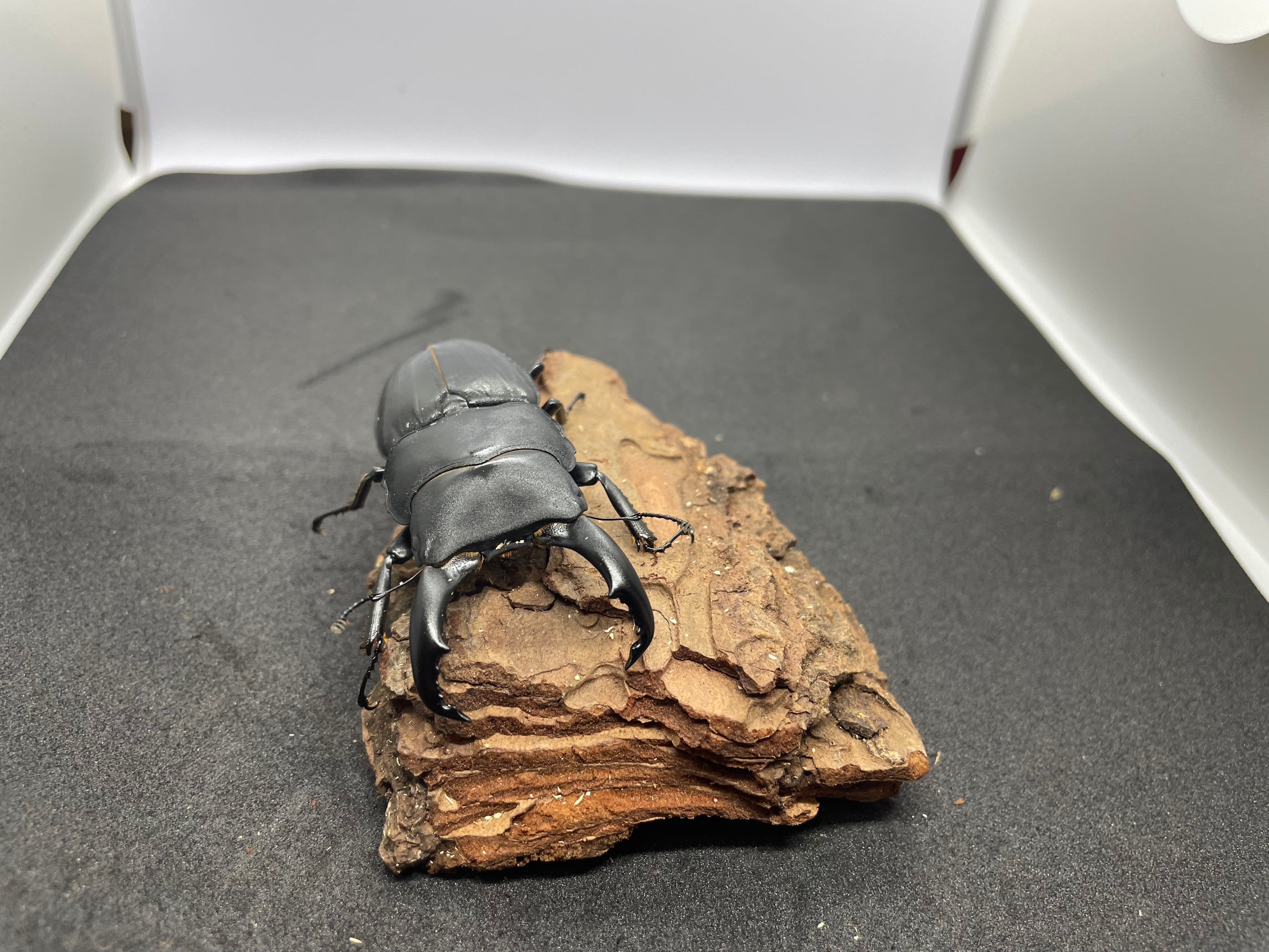 スジブトヒラタクワガタ オス単 63 | Pay ID