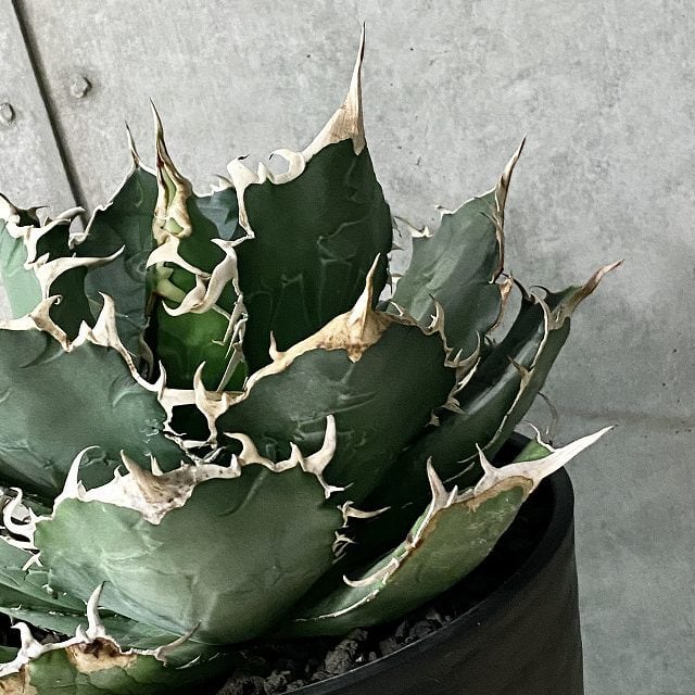 agave titanota oteroi/アガベ チタノタ オテロイ 【観葉植物 agave titanota oteroi/アガベ チタノタ オテロイ 【観葉植物