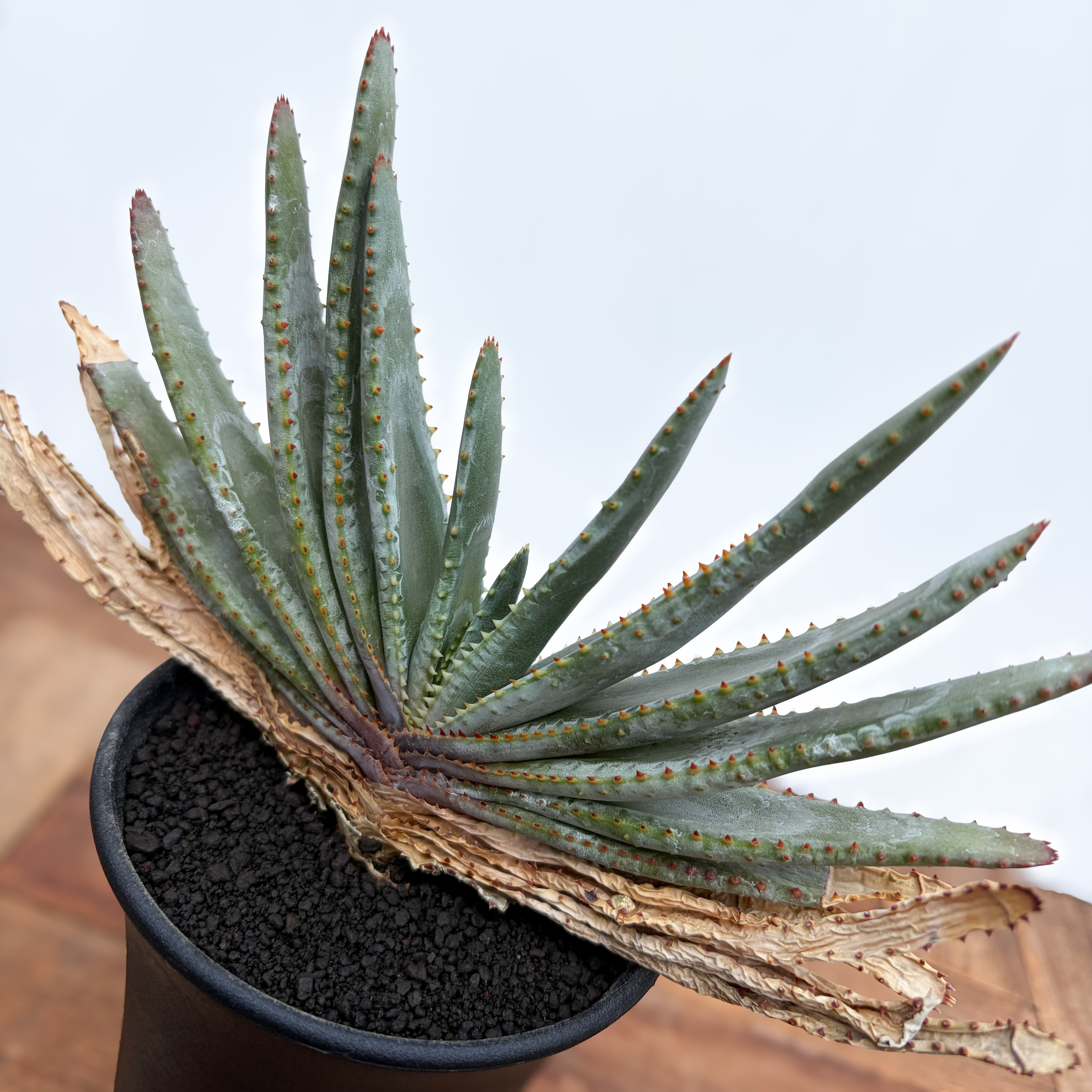 Aloe compressa【アロエ・コンプレッサ】 | RIMO'S GREEN 【Saboten