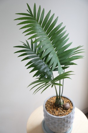 【M】ディオーン スピヌロスム/Dioon spinulosum ※陶器鉢付き