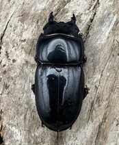 【WD】《アルキデスヒラタ ベンクール産 長歯 88.5mm 胸幅36mm  ペア》