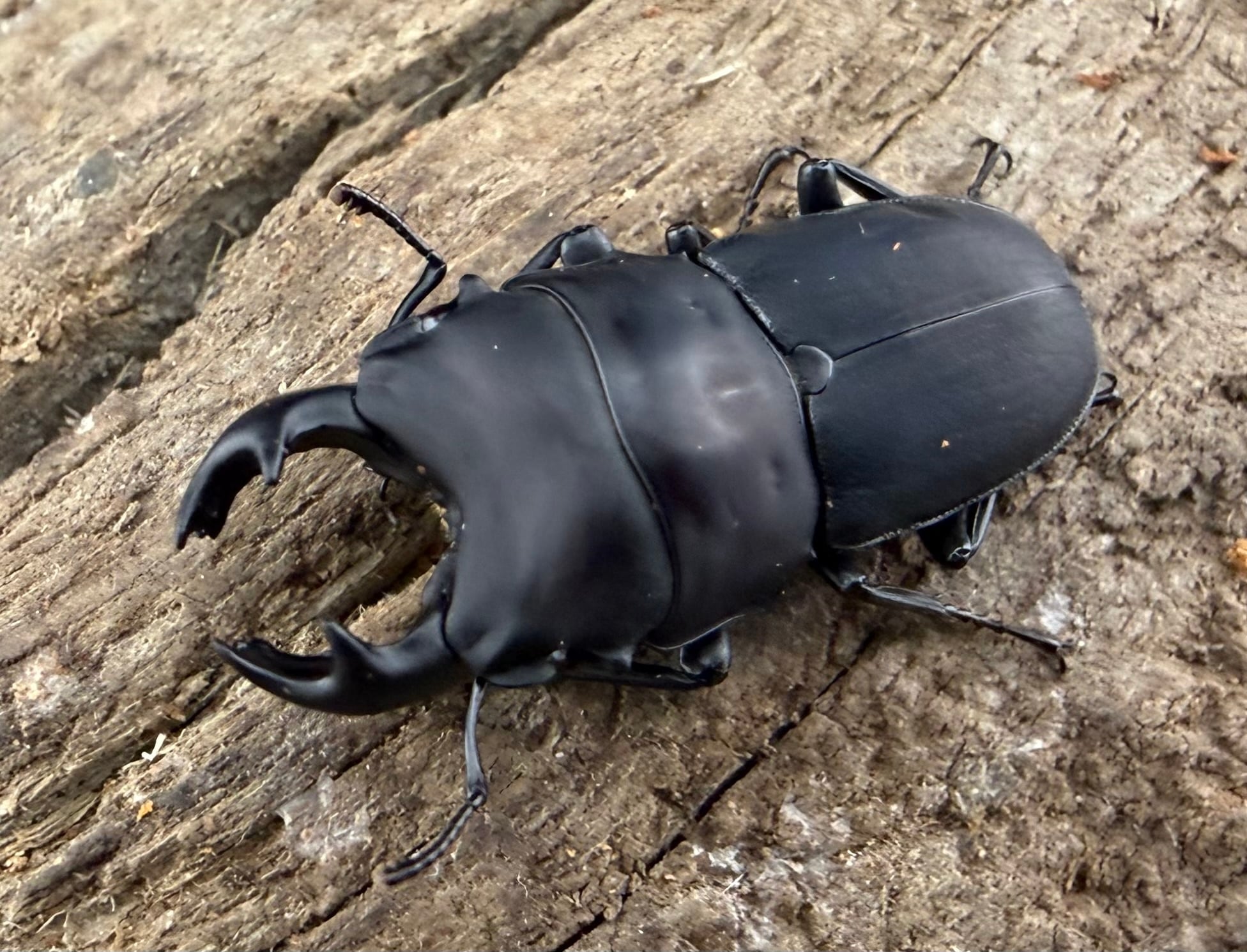 その他クワガタの仲間 | KPW公式オンラインショップ