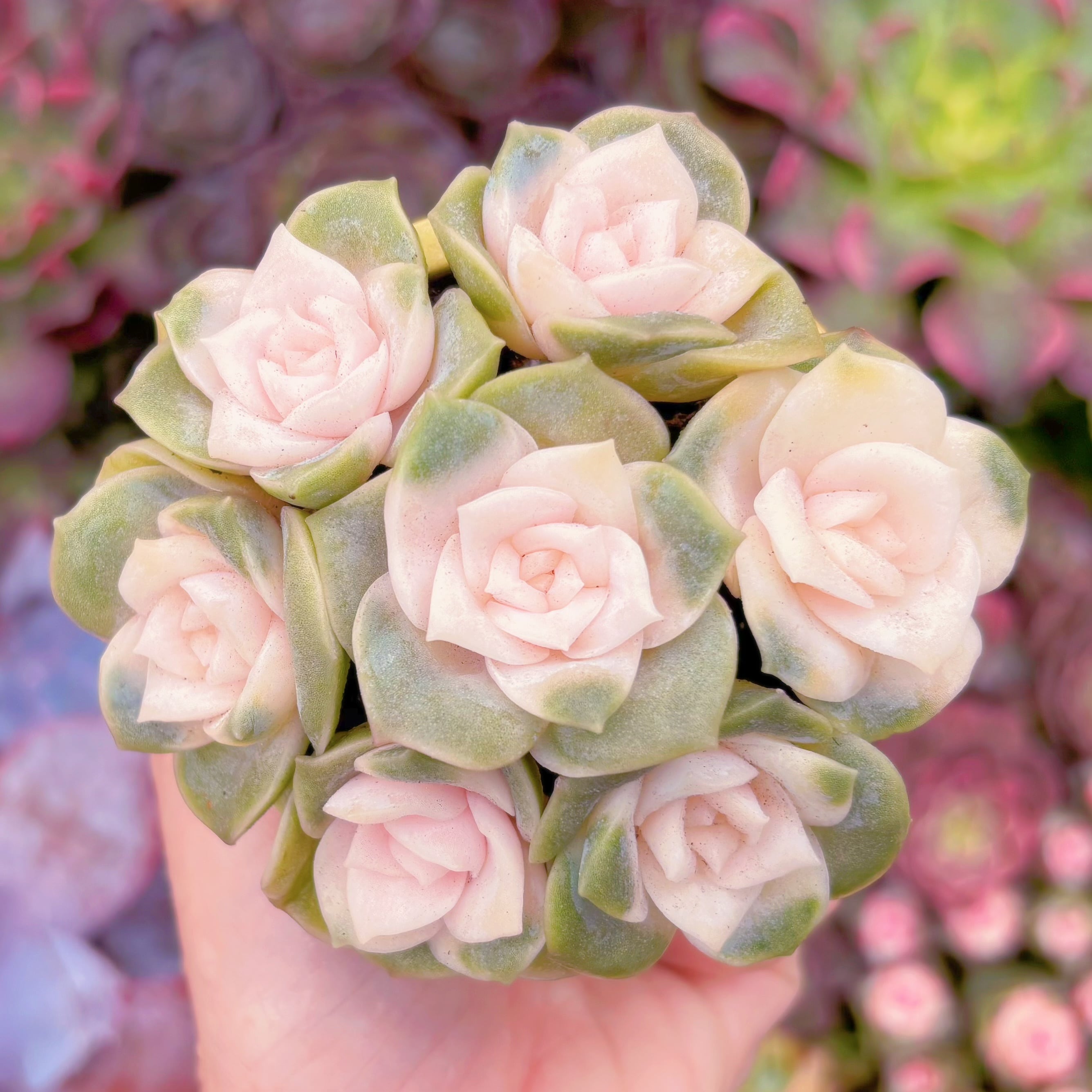 多肉植物　ラブリーローズ錦(7苗)　Sサイズ　新入荷　るる農園