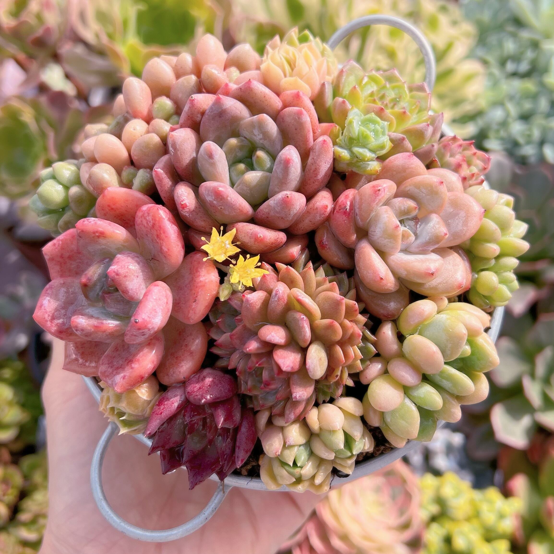 現物　寄せ植え鍋セット#638   るる農園