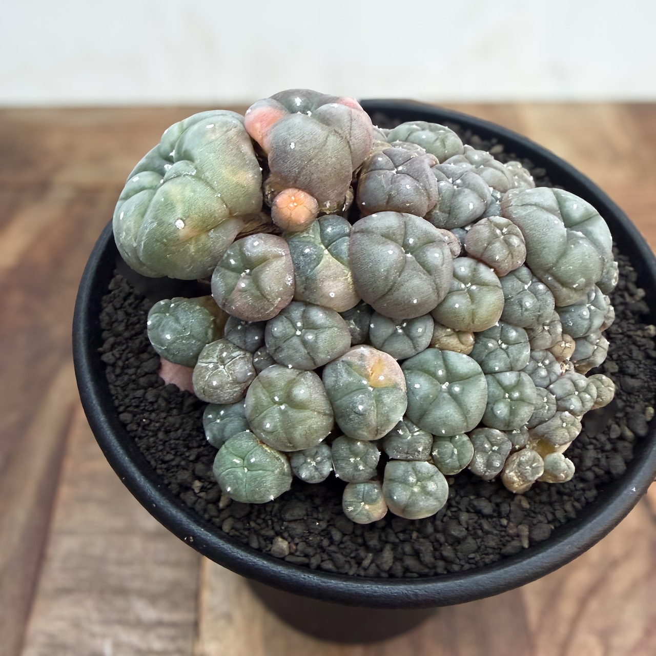 Lophophora williamsii variegata【ロフォフォラ・仔吹烏羽玉錦】