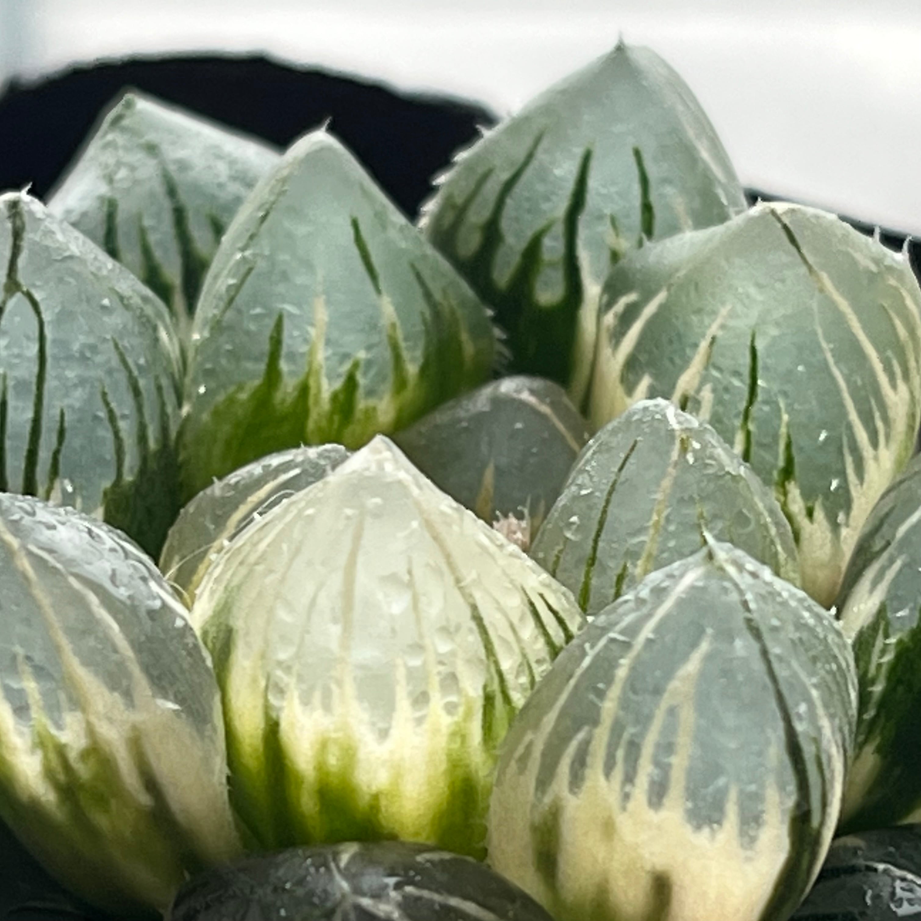 ハオルチア 竜爪 オブツーサ錦 | mocono_plants