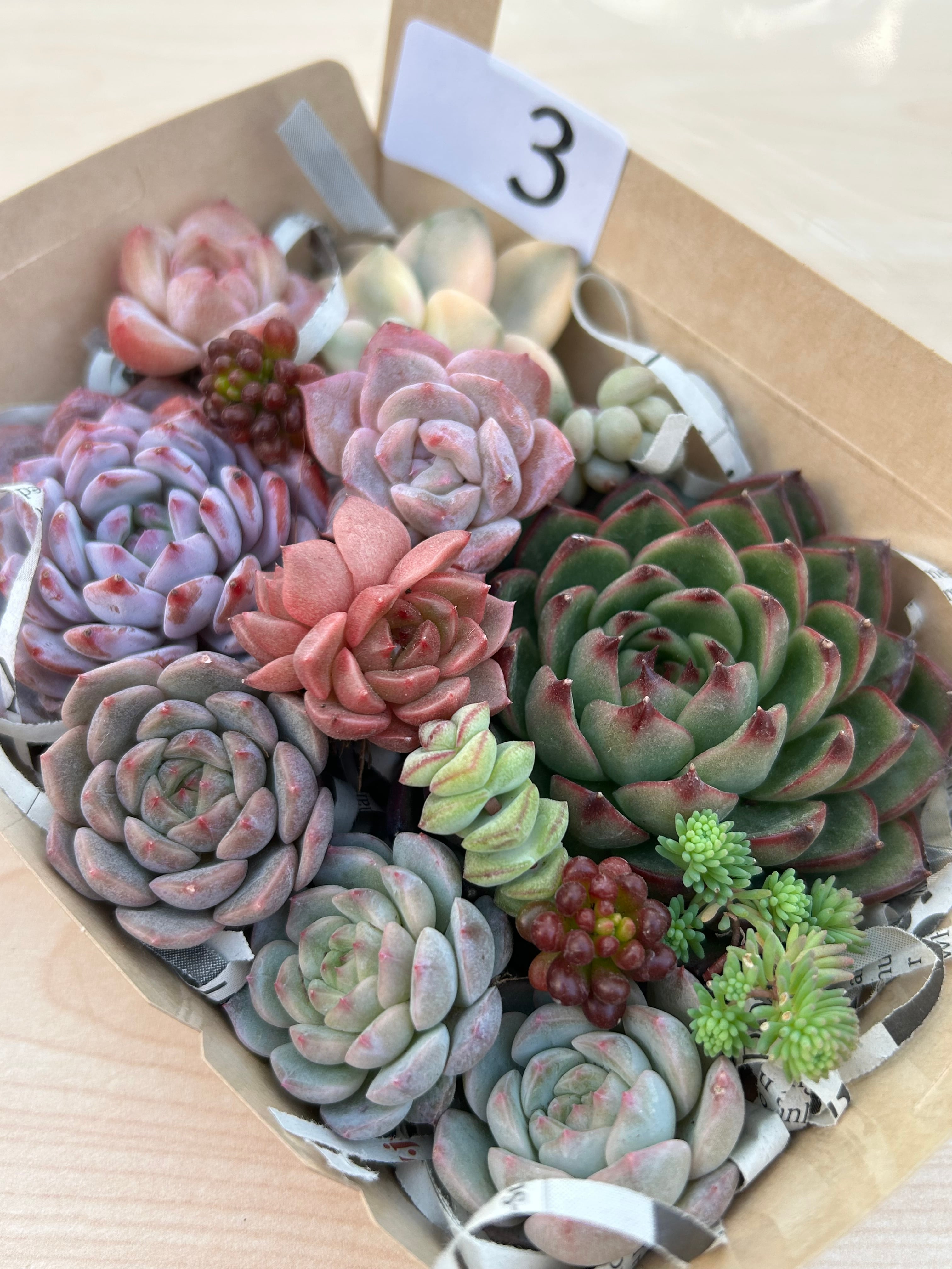 ◆多肉弁当◆カット苗詰め合せ☆M18-03