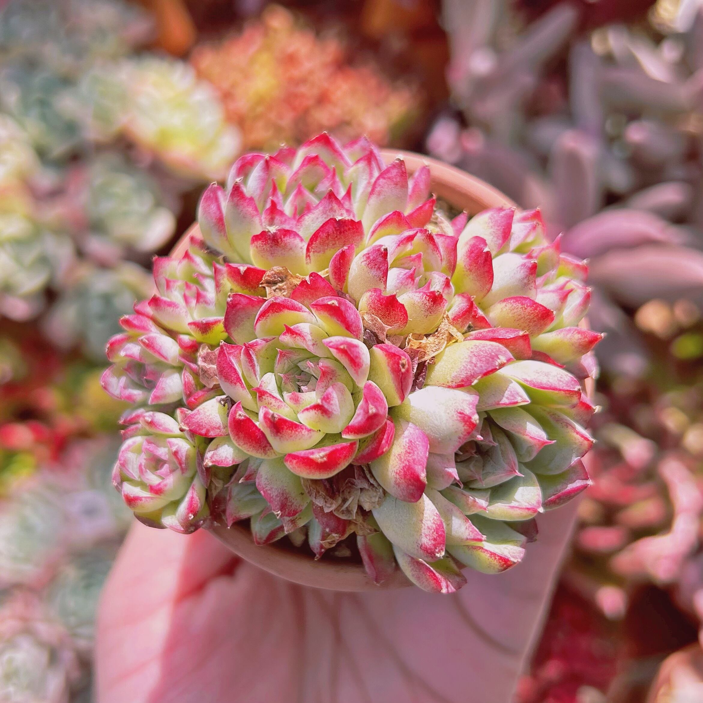 #724現物　多肉植物　ルビーエッジ