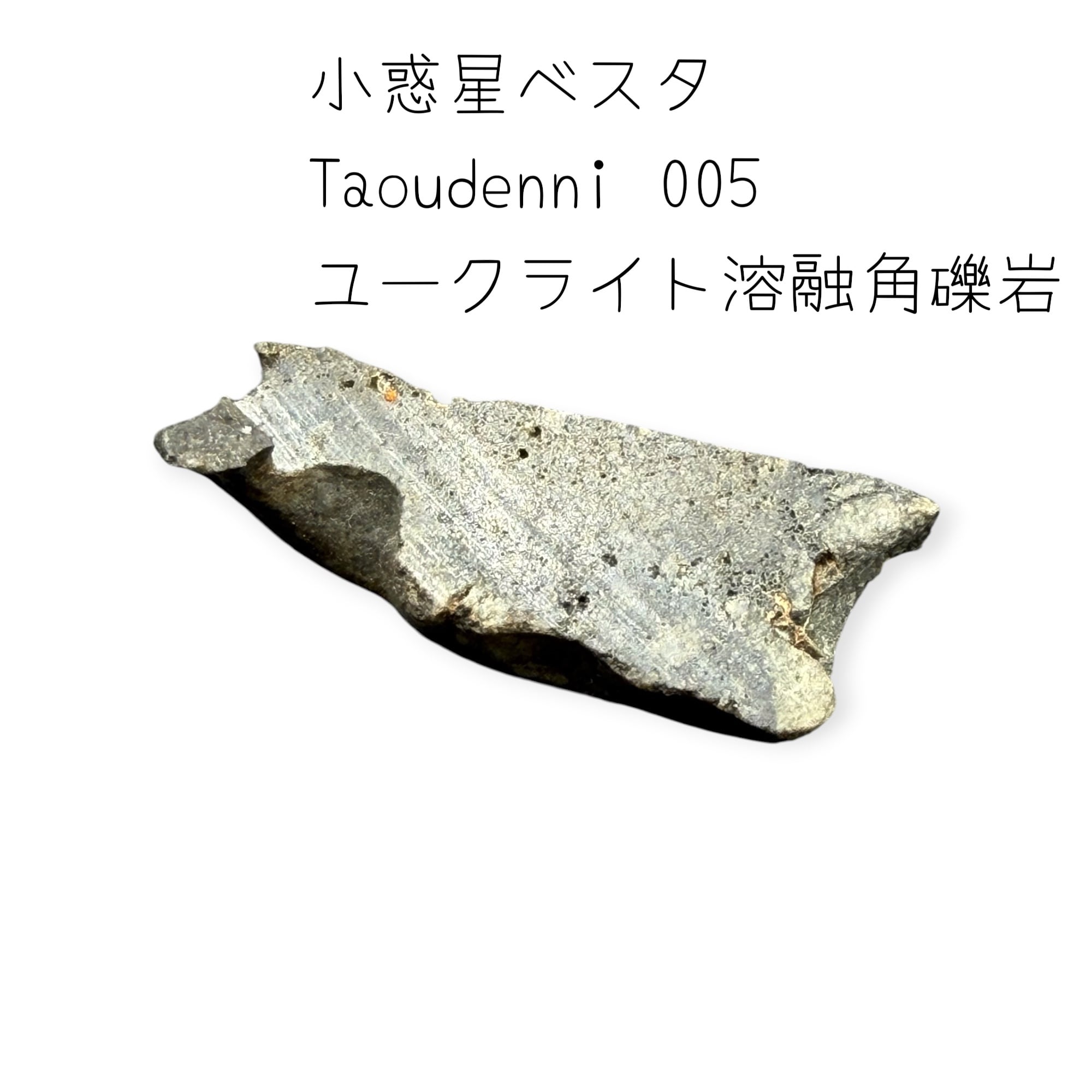 【35mm♂】スハンダエオウサマムカシタマムシCalodema suhandae スハンダムカシタマムシ標本 | PAY ID