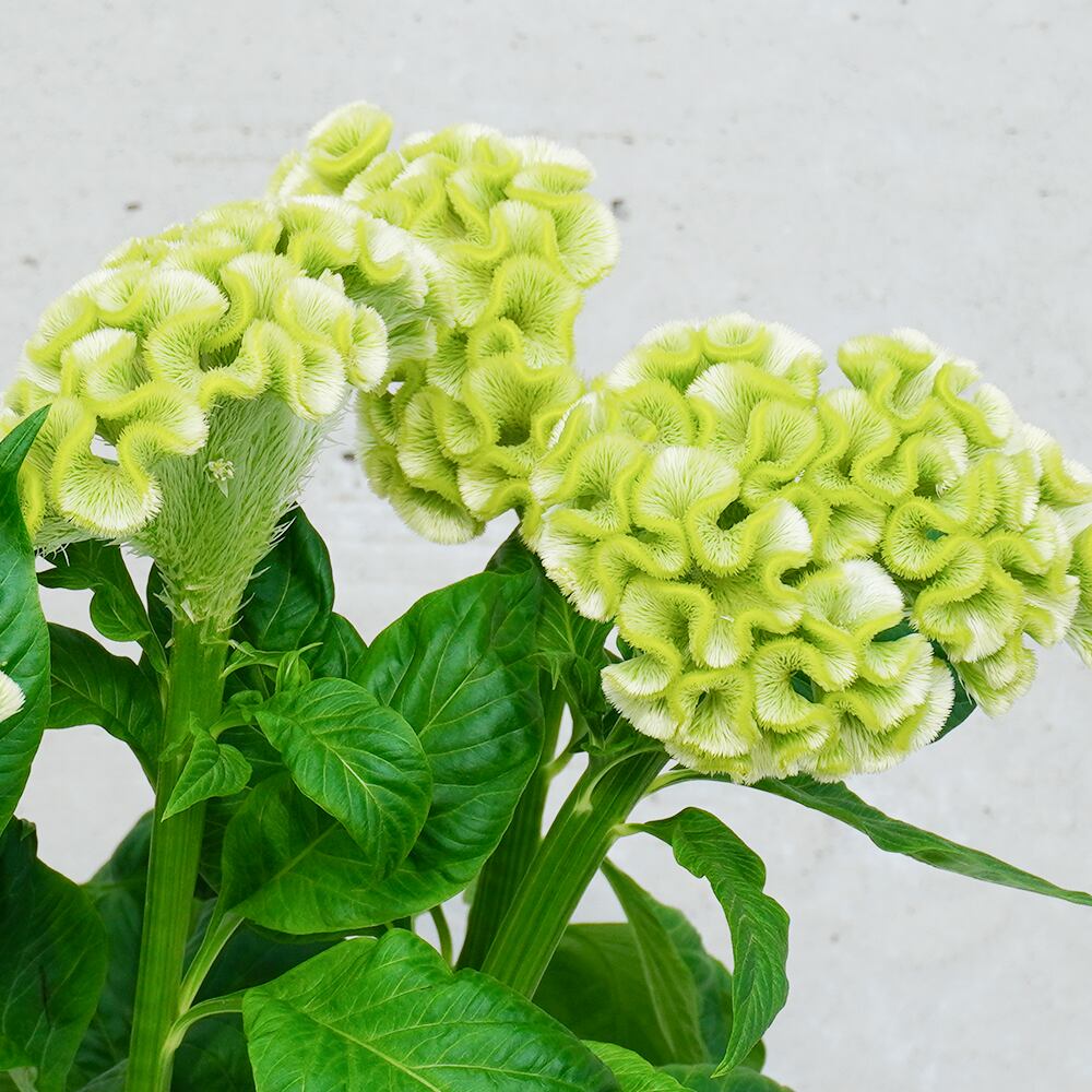 明日香園さんから届く最高品質のケイトウ グリーン5本 送料込み よいはな Yoihana 最高品質のお花をお届けするネット通販