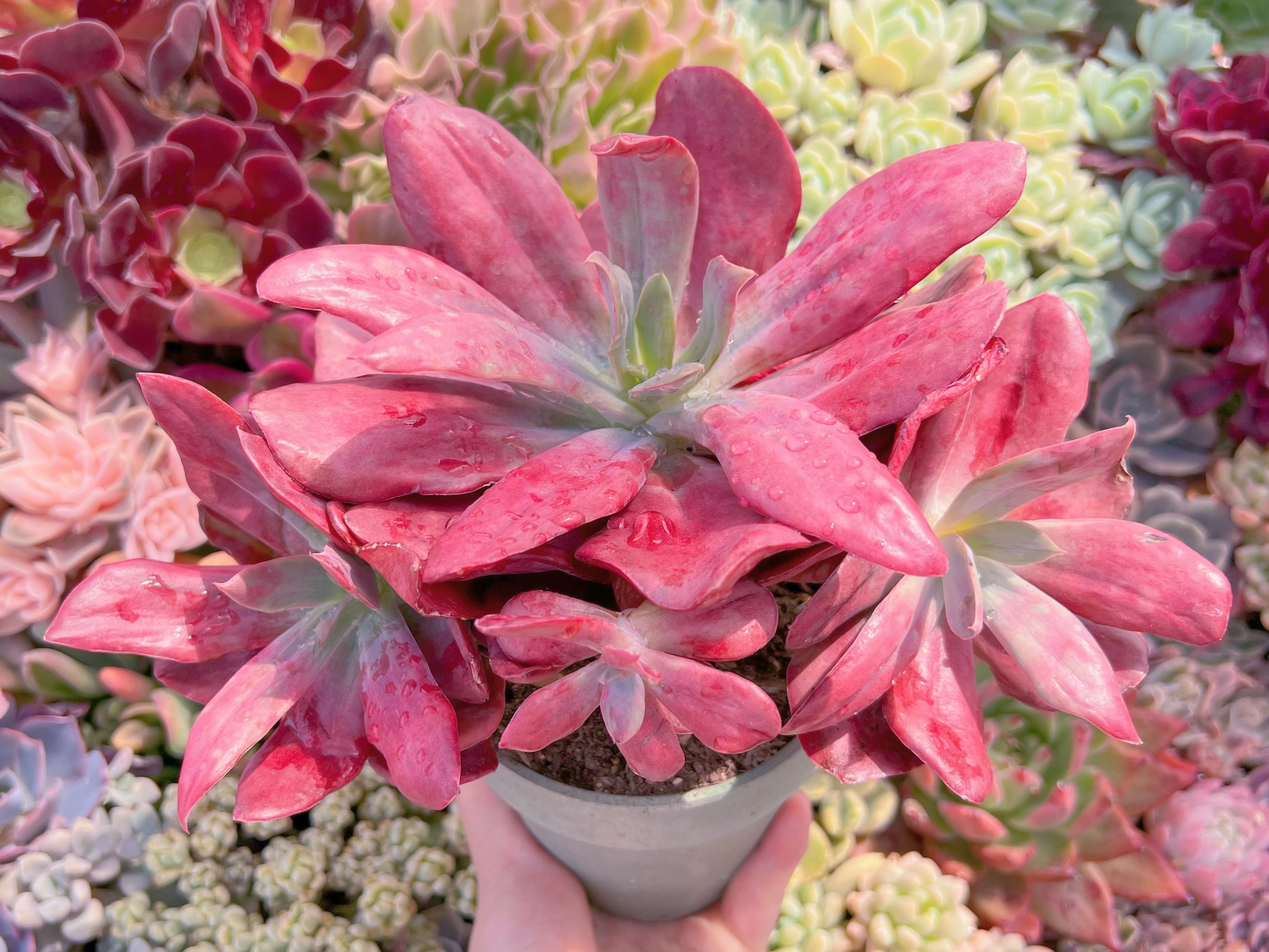 現品　ダイアモンドステート錦#210   大群生　新入荷　るる農園