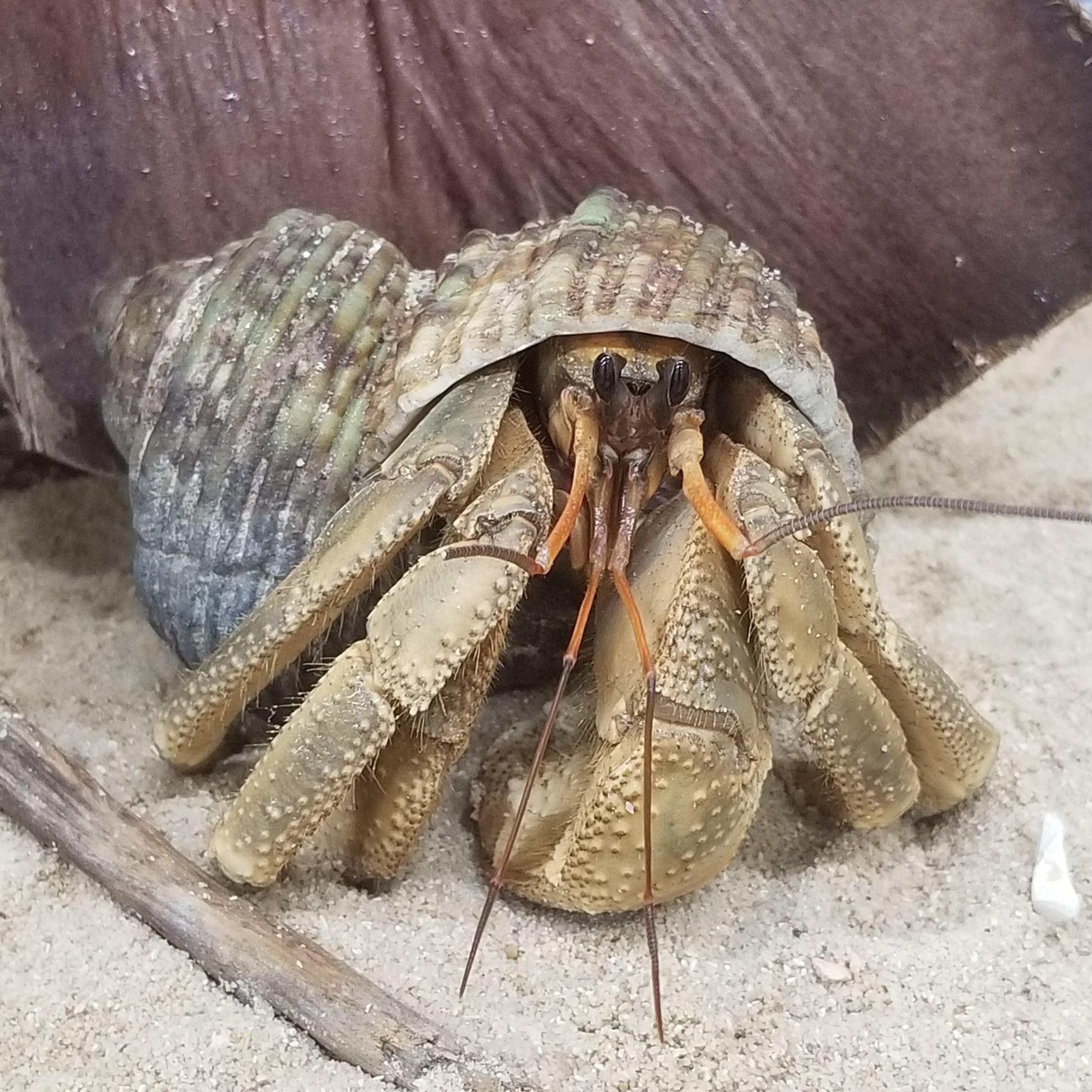 注目の オカヤドカリ飼育セット