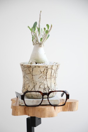 【S】アデニウム アラビカム/Adenium arabicum ※陶器鉢付き