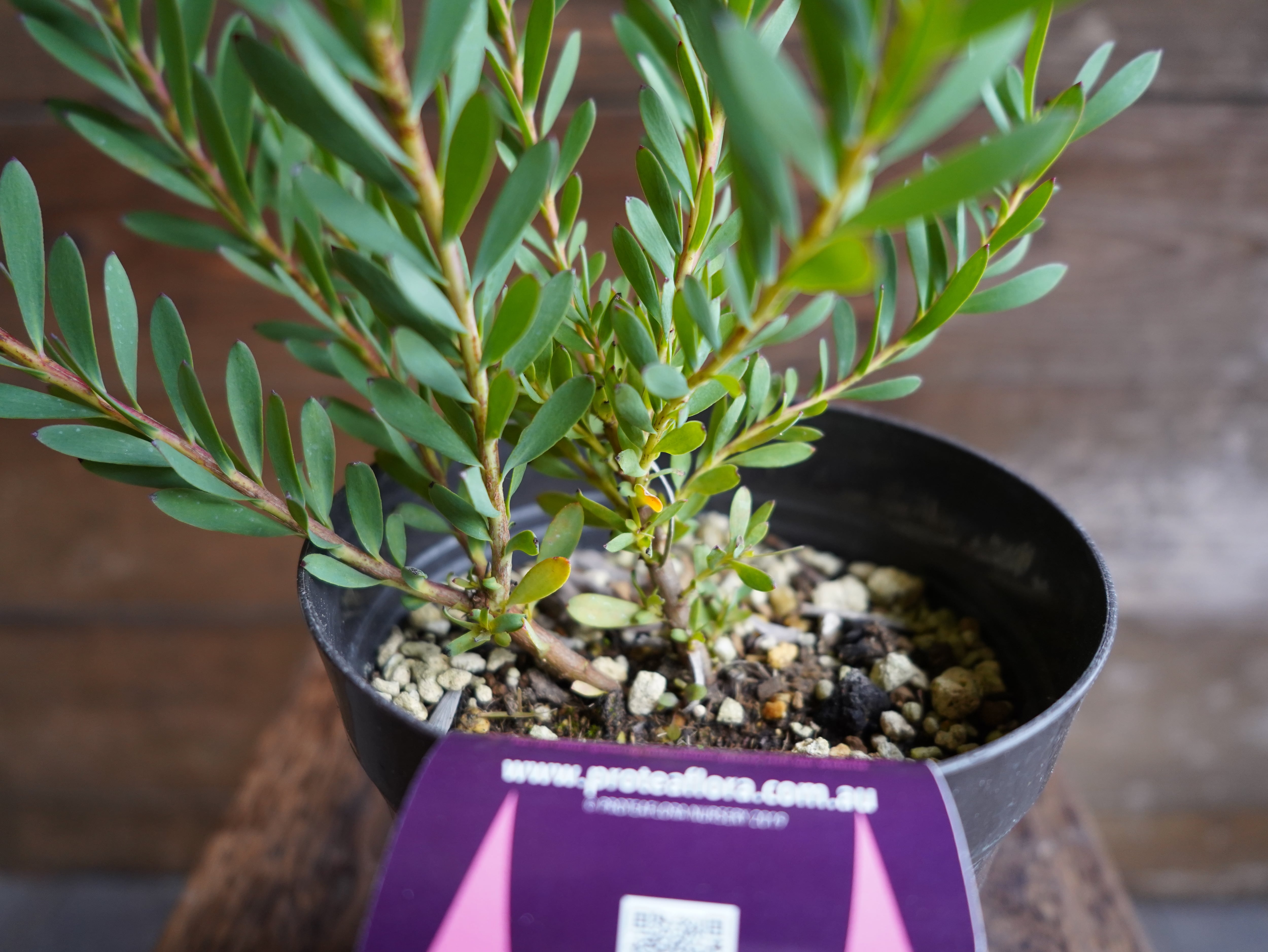 【現物】リューカデンドロン　”Devils Blush”