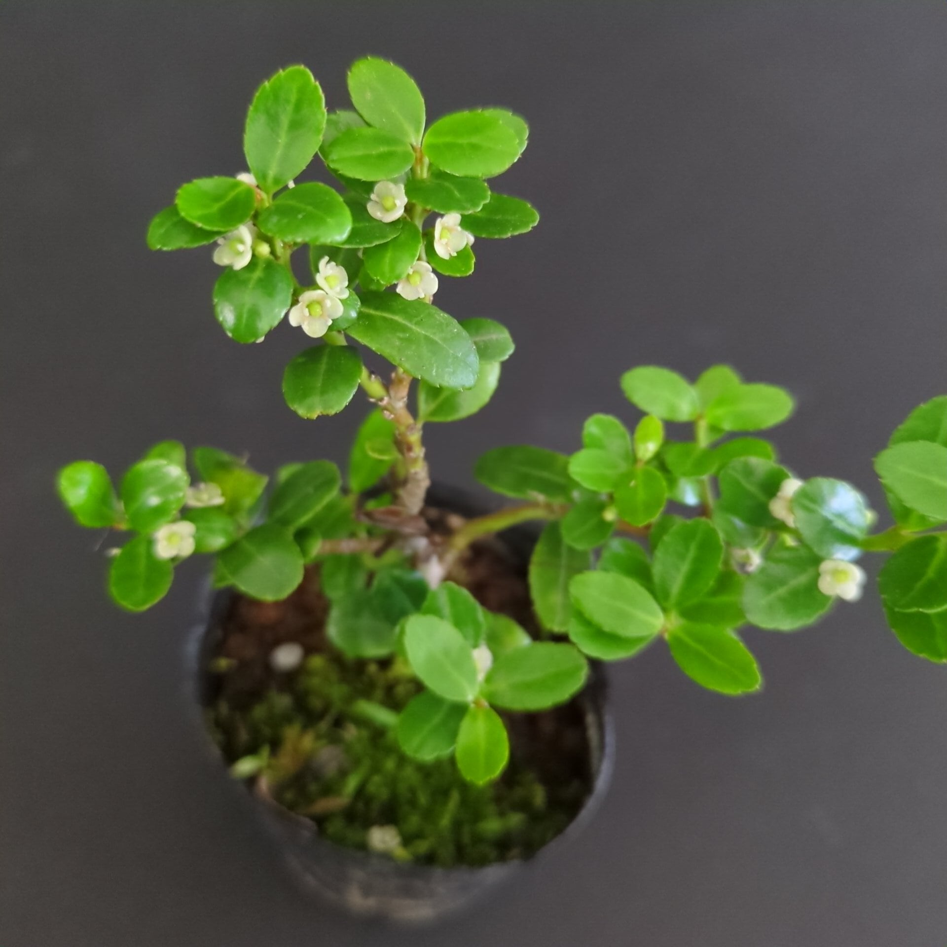 雲竜ツゲ 苔テラリウム作製用素材 ◇テラリウム盆栽用 | 苔テラリウム