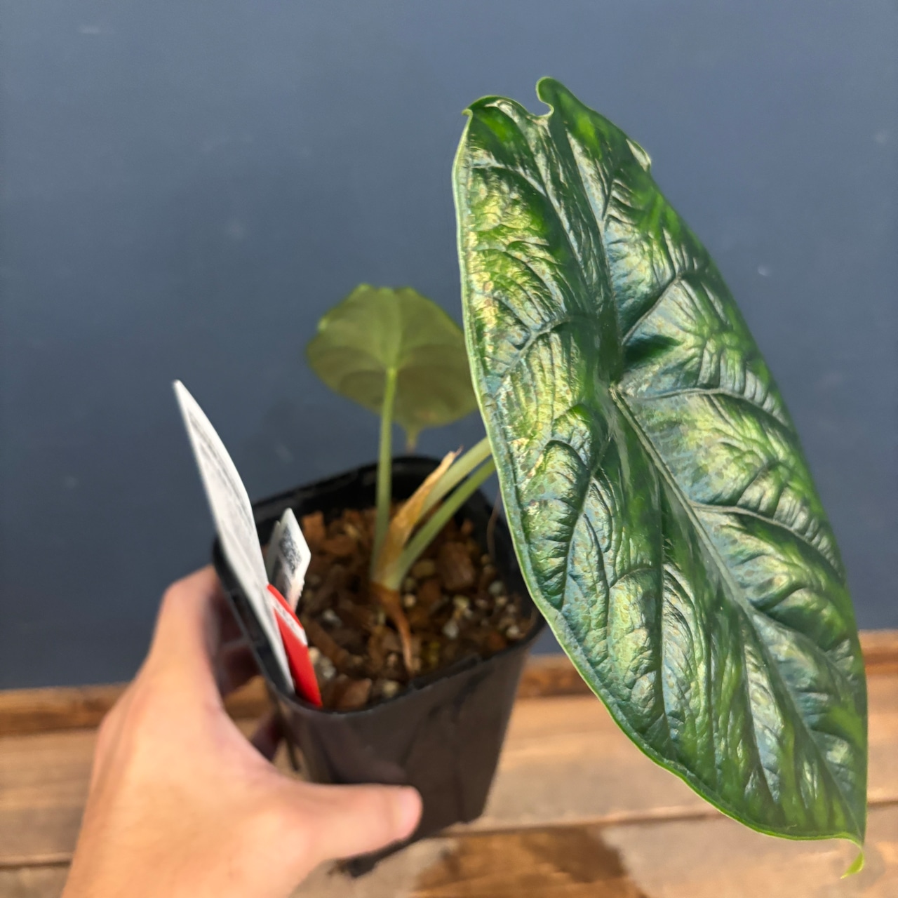 アロカシア グリーンユニコーン【862】