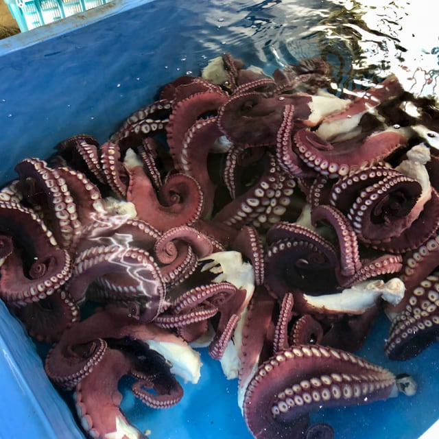 真タコ・足（大・約1.5㎏） | 株式会社マルカン本間水産