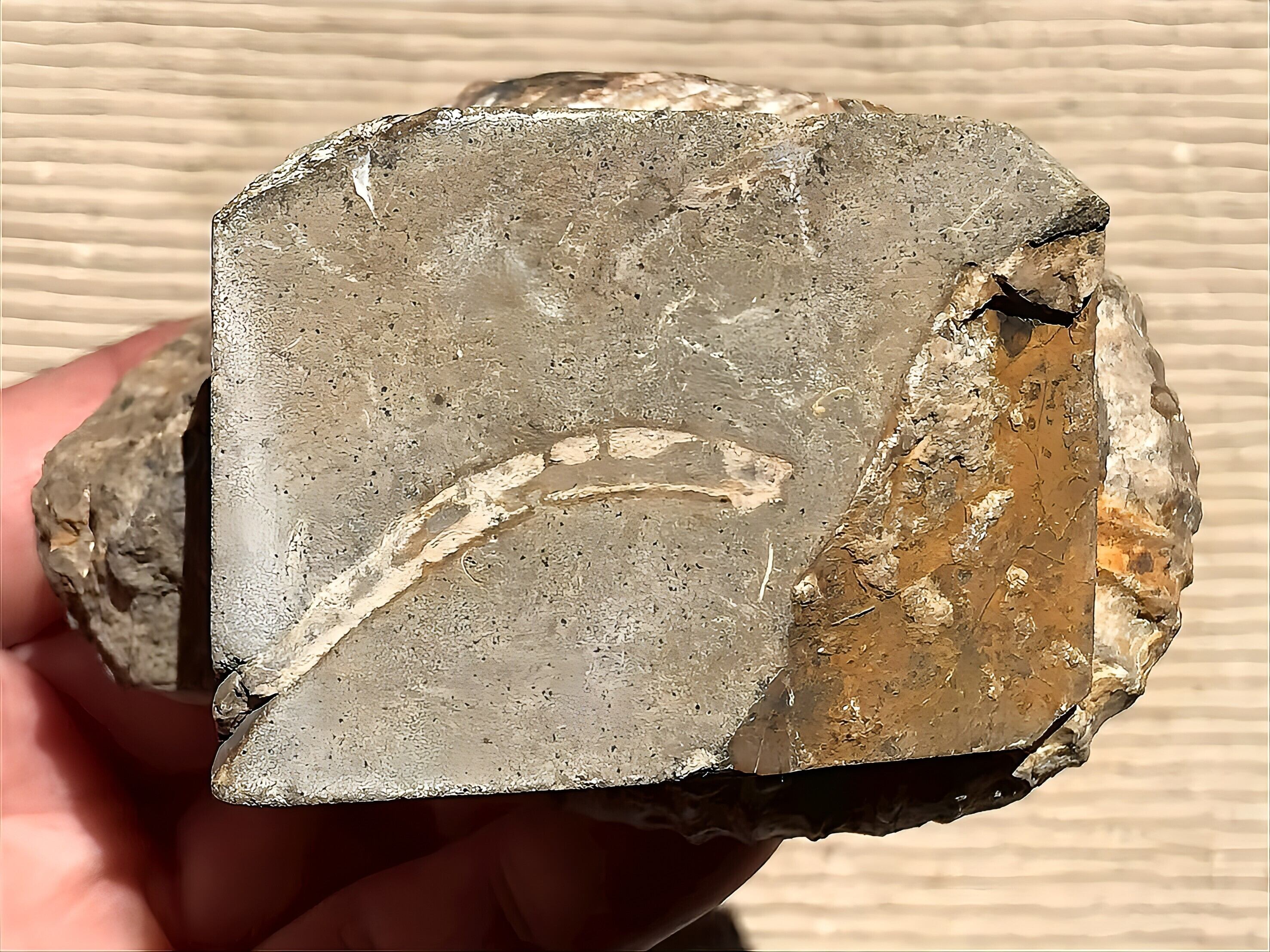 新入荷〉マダガスカル産 アンモナイト化石（ノストセラス）母岩