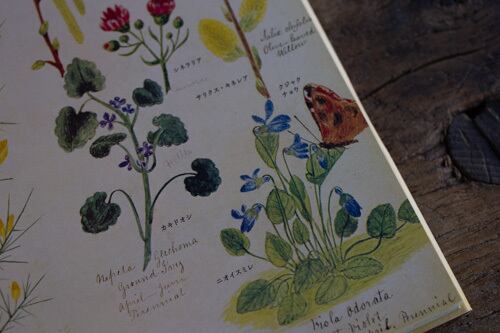 再入荷】イギリス 野の花図鑑／ヘンリ―・テリー 著、海野弘 解説