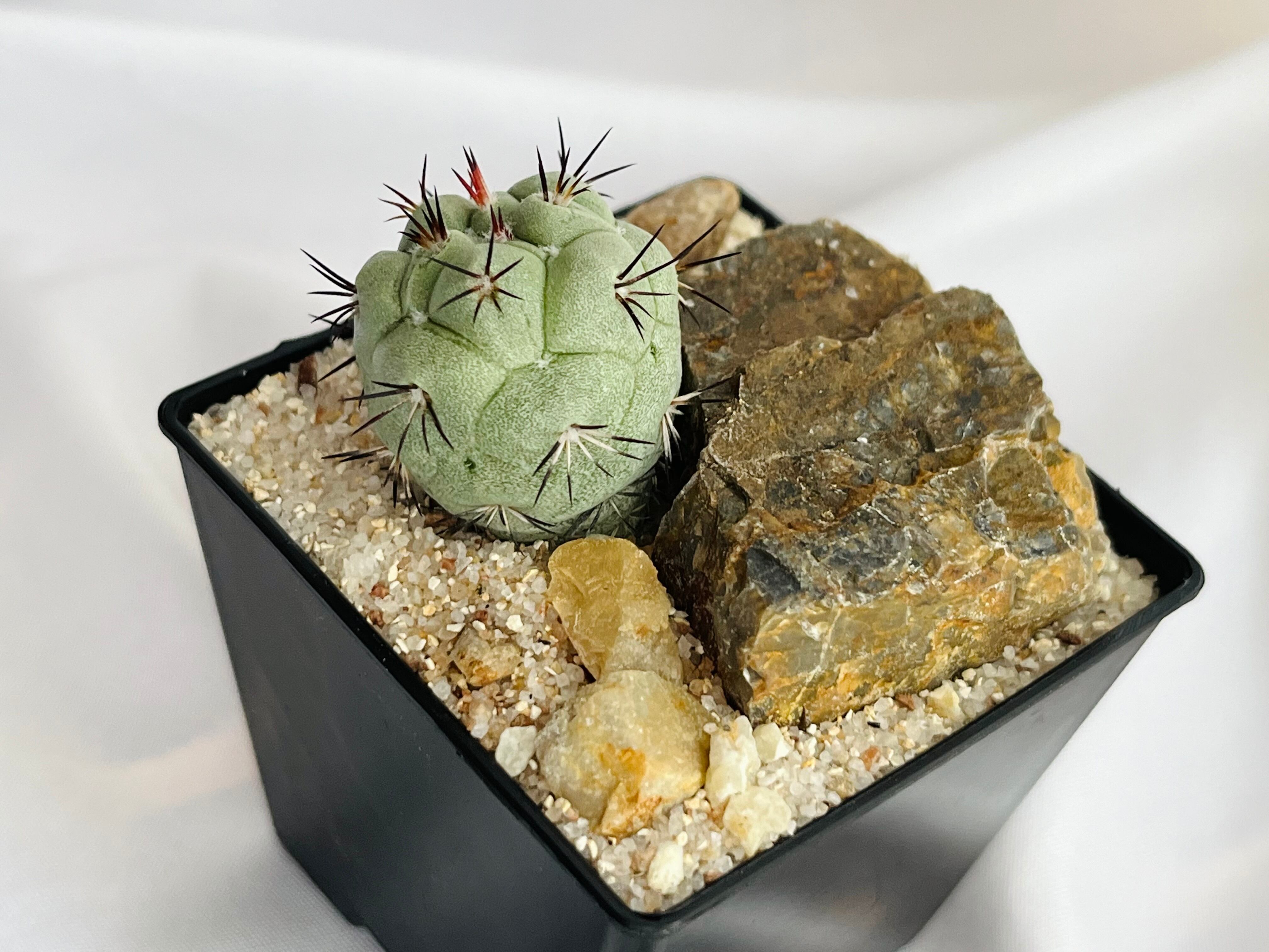 Ortegocactus macdougallii オルテゴカクタス マクドガリー サボテン