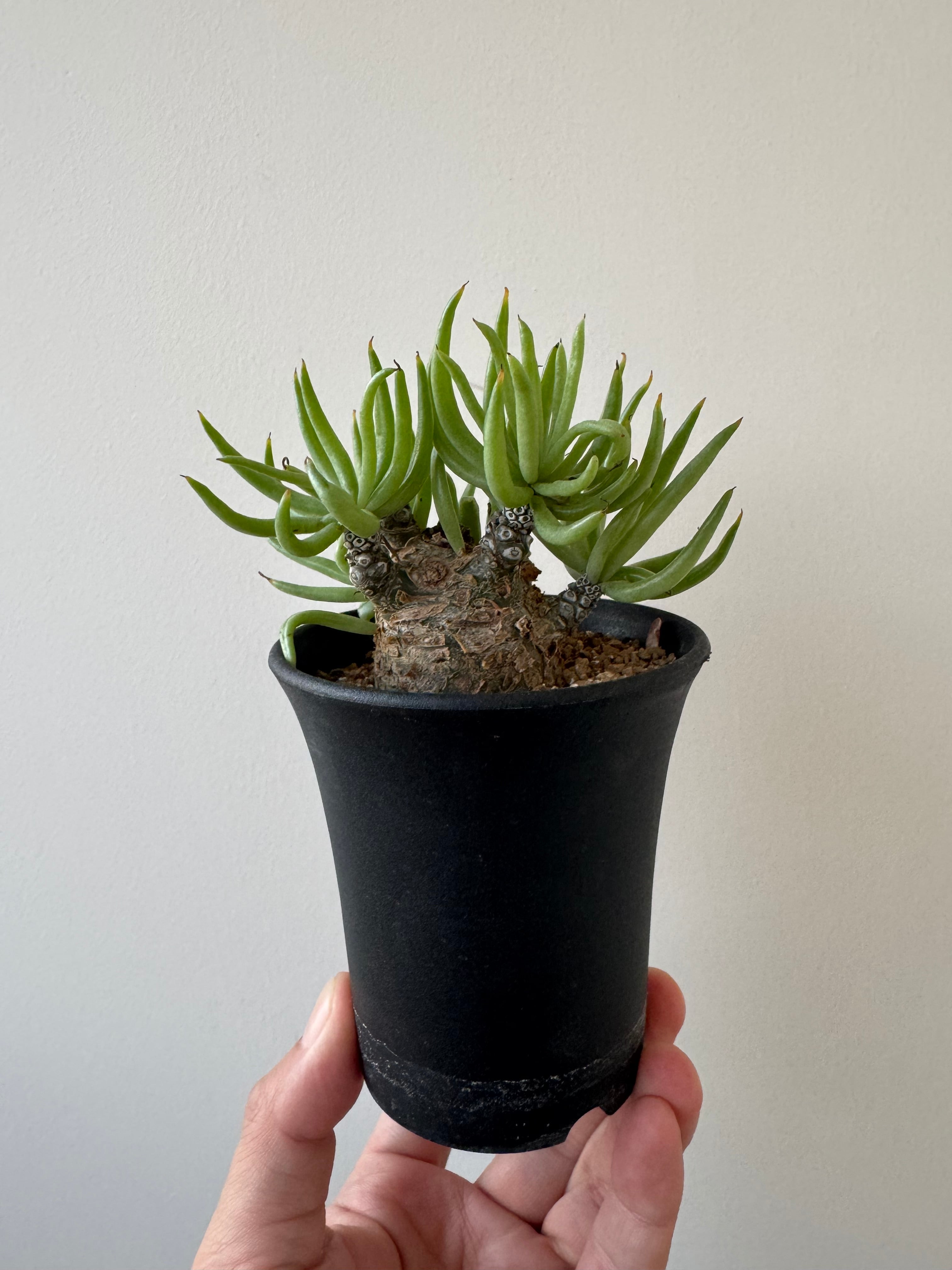 新品未使用 U字工事と園芸 限定タフティング ラグ アガベ 塊根 コーデックス 新品未使用 U字工事と園芸 限定タフティング ラグ アガベ 塊根