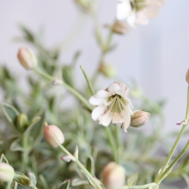 寄せ植えに欠かせない！シレネ　ドレッツバリエガータ　ドルチェ（花付き）