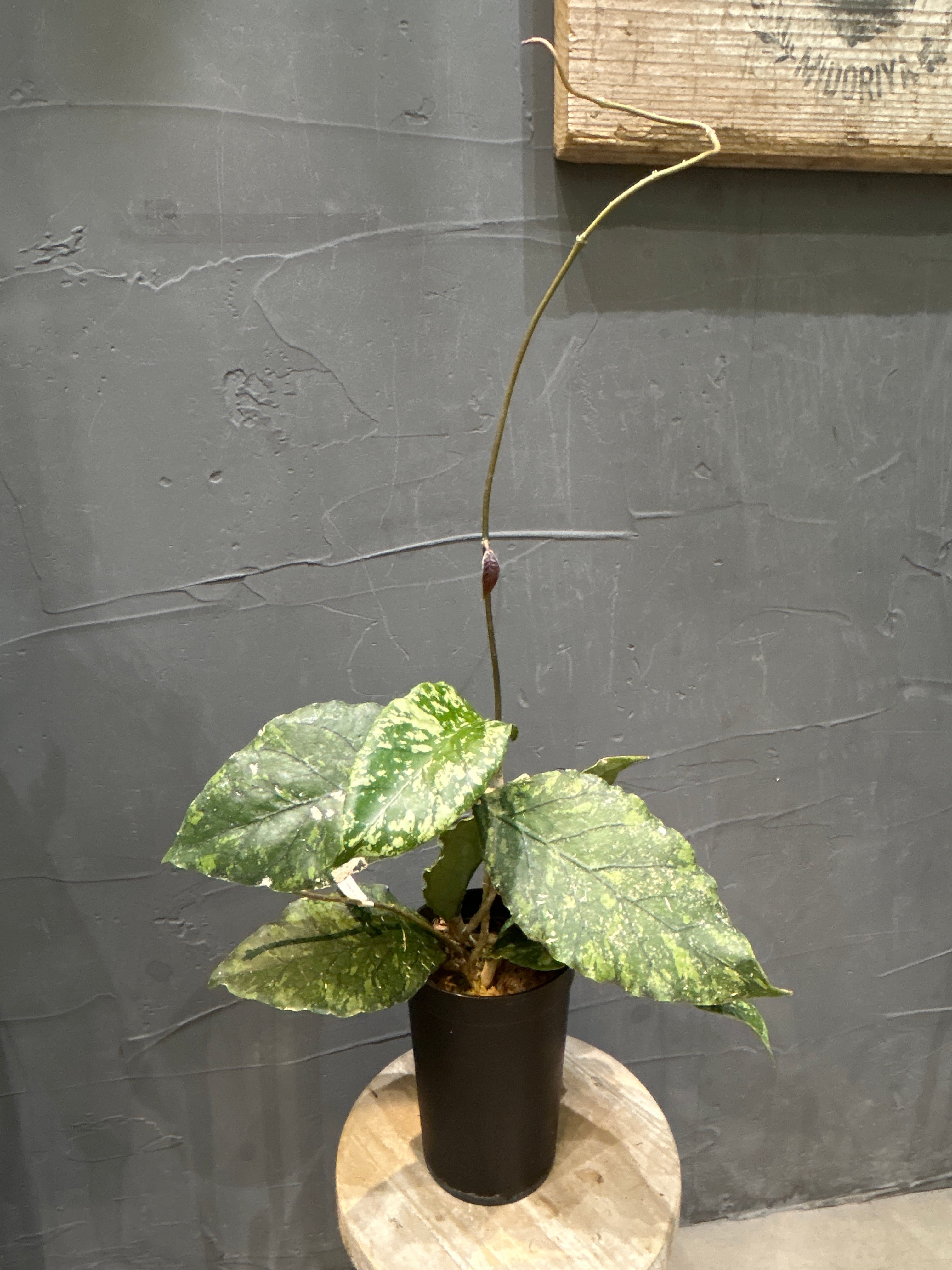 S79スキンダプサス マリポーサB | MIDORIYA 観葉植物専門店