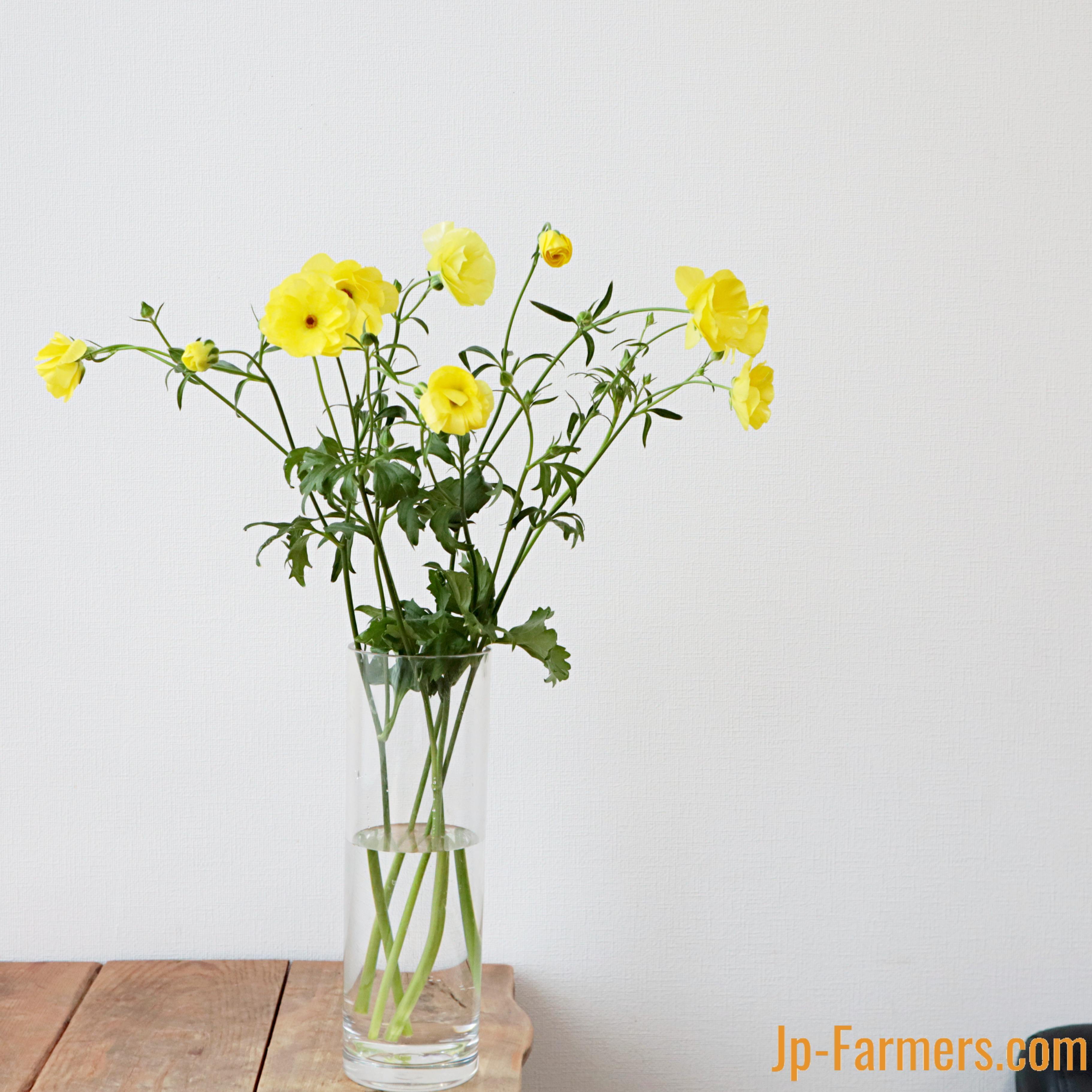 ラナンキュラス ラナンキュラス 『ラックスピュタロス 』10本 | 新鮮お花問屋 Jp