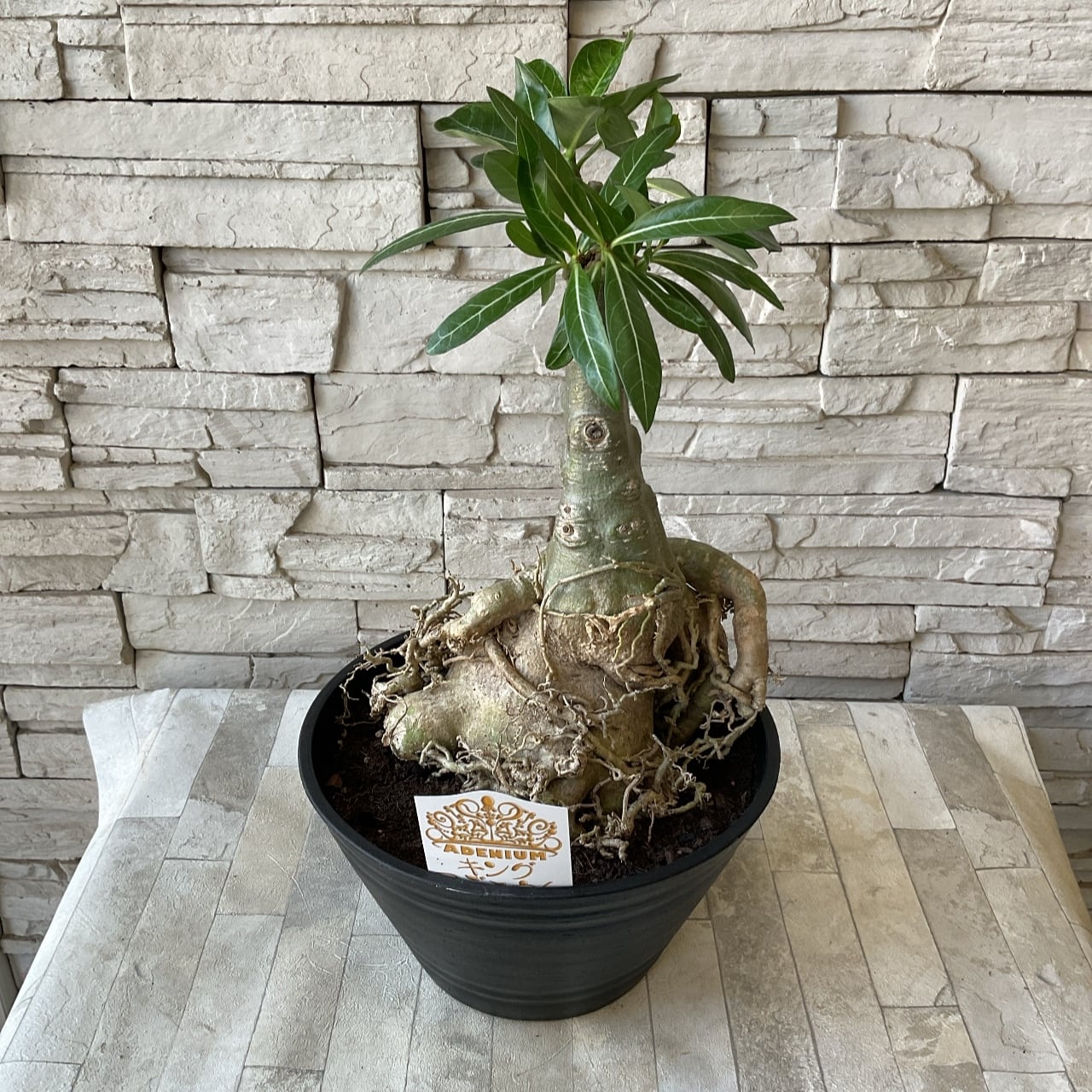 多肉植物　キングアデニウムKing Adenium 1特売