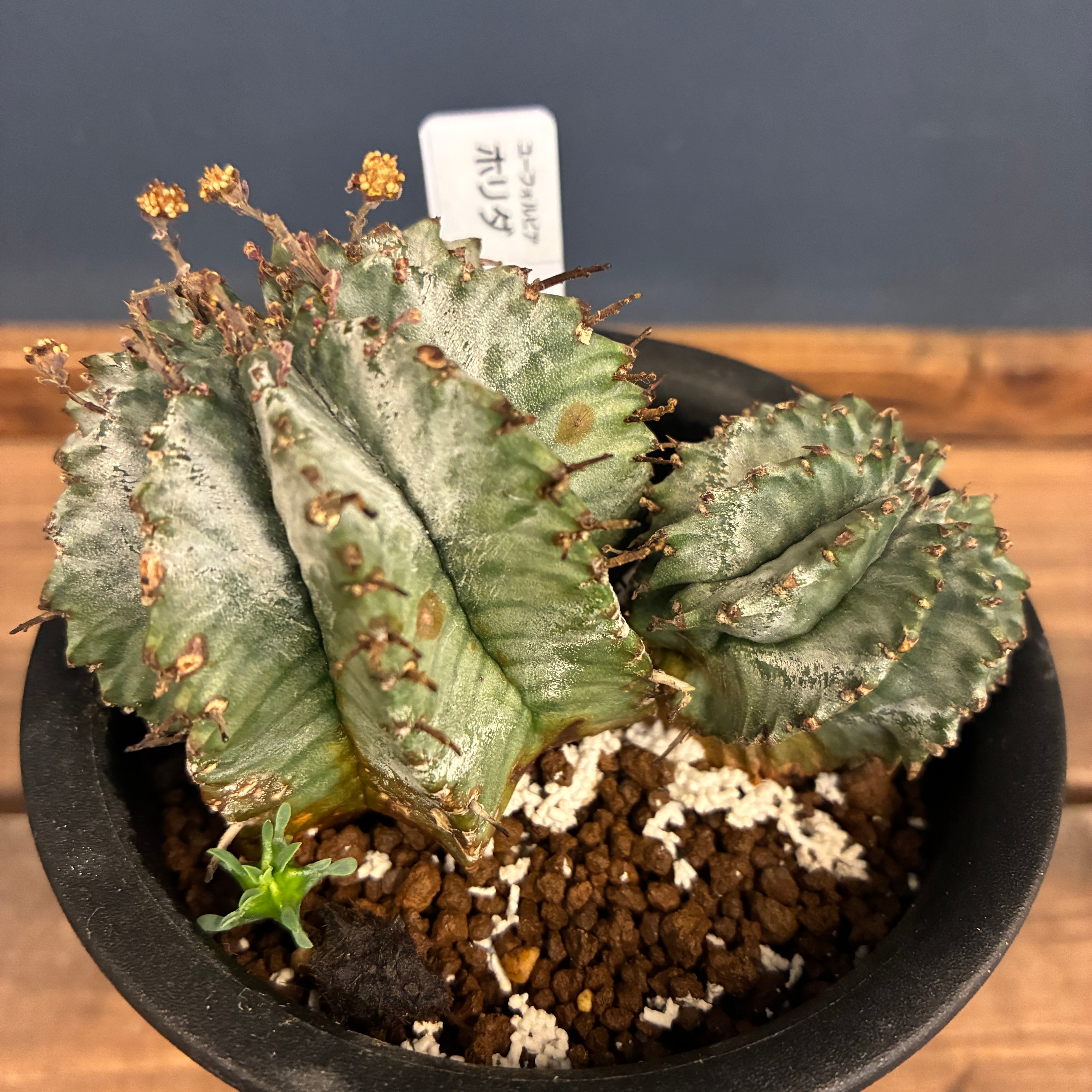 1万円以上10%OFFクーポン対象】ユーフォルビア ホリダ【1041