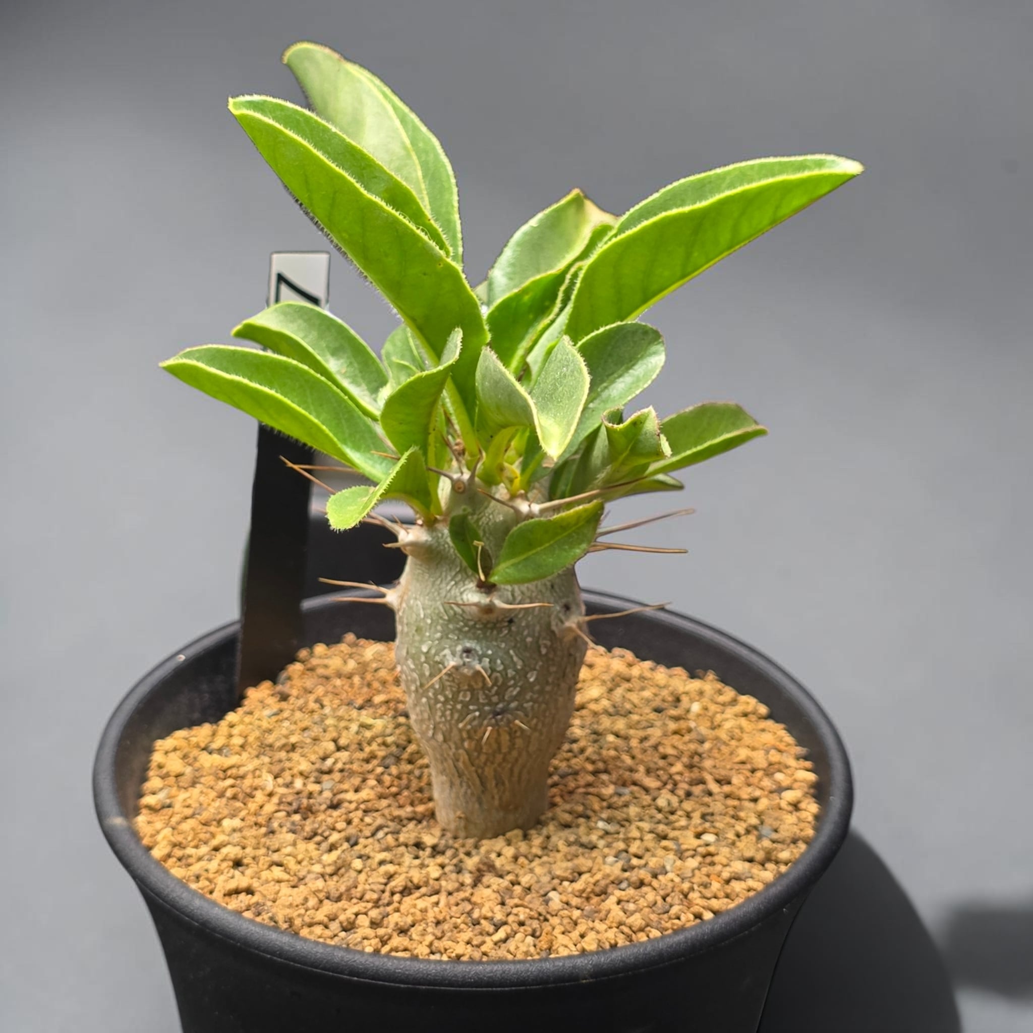 パキポディウム・サンデルシー 実生株 (和名：白馬城 / Pachypodium