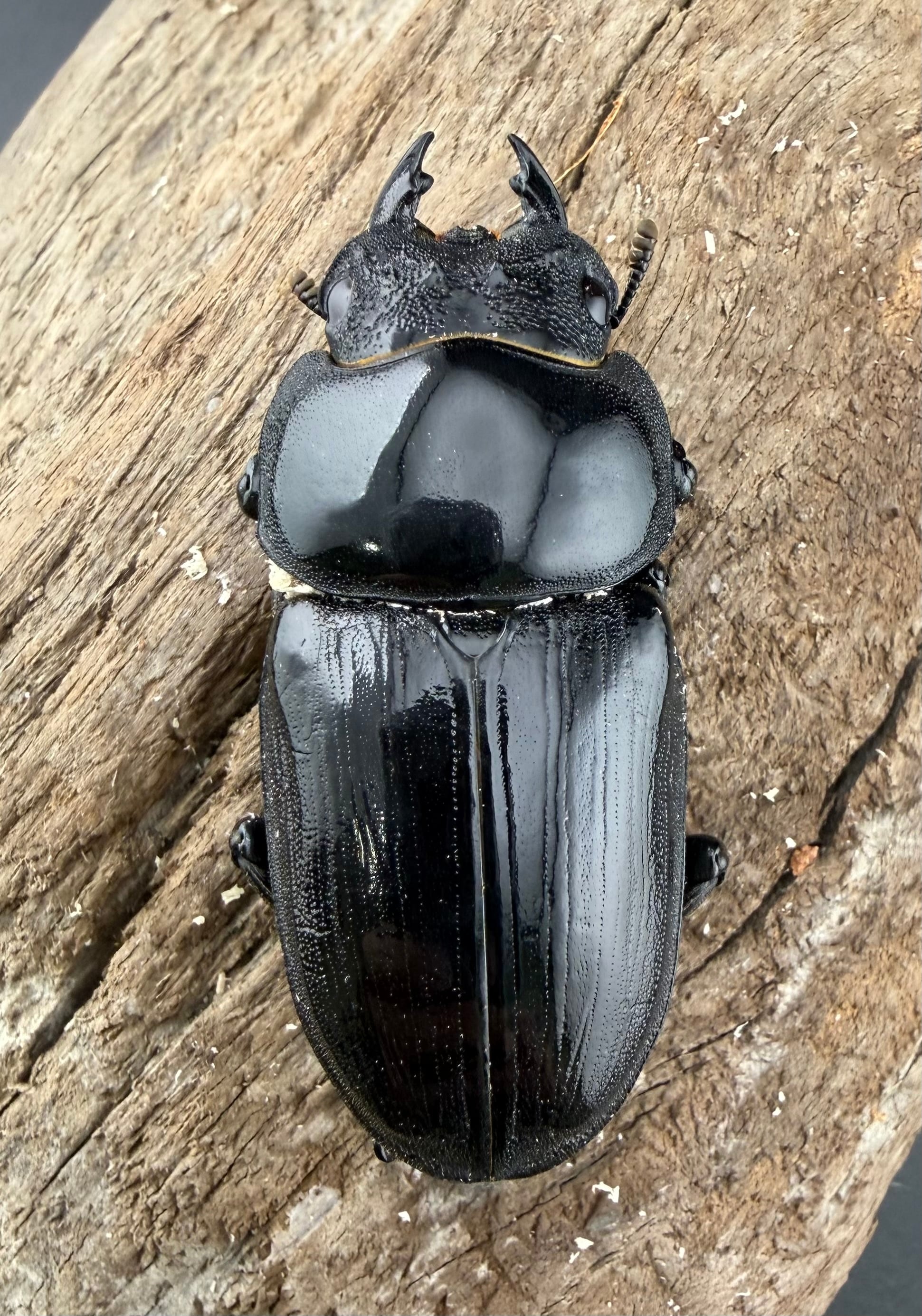 オオクワガタ　能勢SR　88.4mmペア オオクワガタ 能勢SR血統 83.5mm ペア》 | KPW公式オンラインショップ