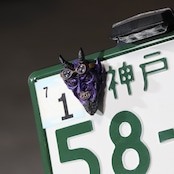 SATANIC RIDERS NumberBolt /Evil Purple