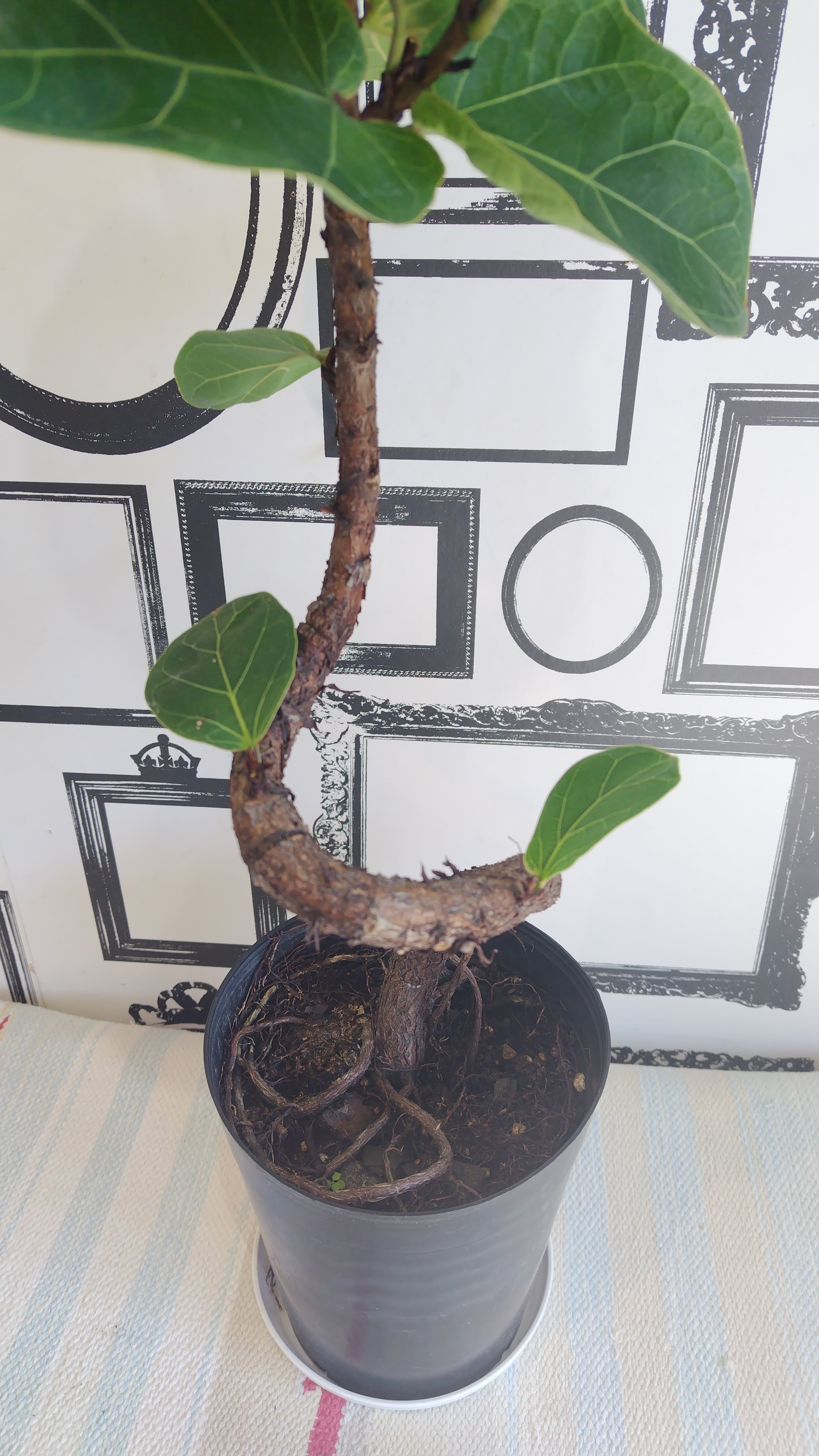 観葉植物 カシワバゴム バンビーノ | 花屋クラルテ、ネットショップ