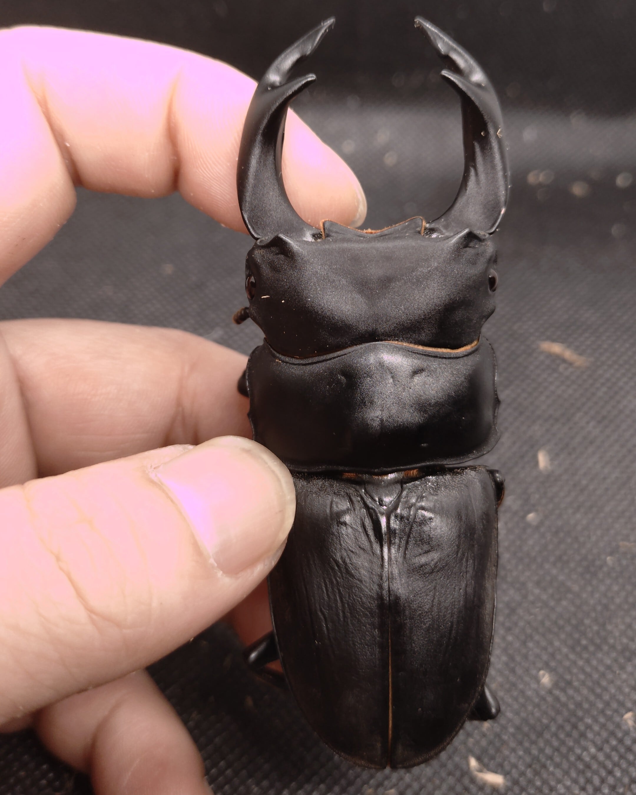 お得❗️即ブリマツノ久留米系統オオクワガタ⑥ ♂3.♀ 久留米産オオクワガタ ♂84.4mm マツノ | Mu-mu Farm