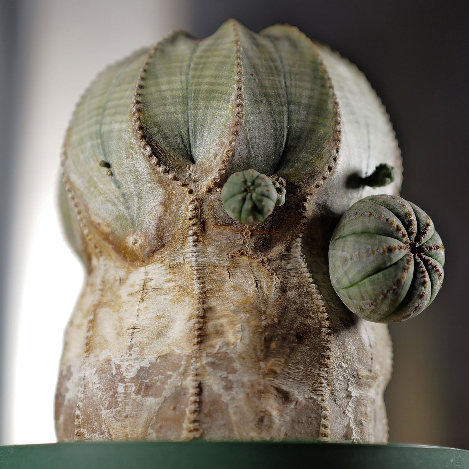 メス株【超厳選株】超大株 直径約9cm ヴィンテージ 仔吹き マウンテン オベサ / ユーフォルビア