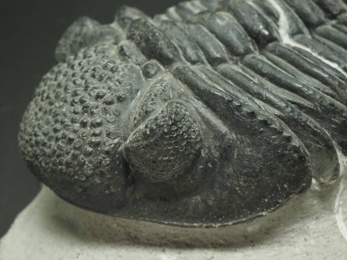 三葉虫【Drotops megalomanicus】【1037 g】モロッコ王国産/ドロトプス