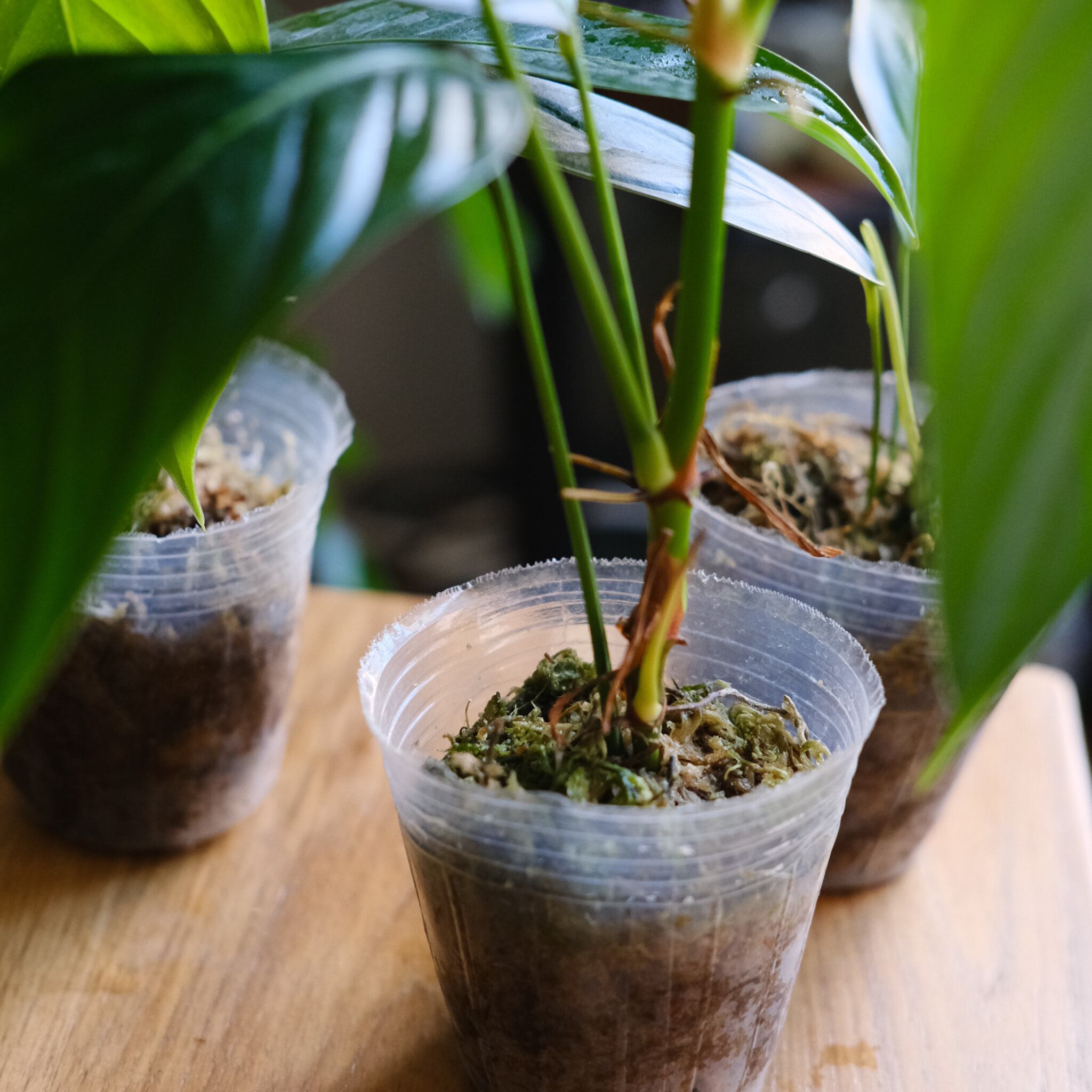 Philodendron heterocraspedon｜ヘテロクラペドン Philodendron Heterocraspedon | 4 Inch Pot – Plantamani Plants