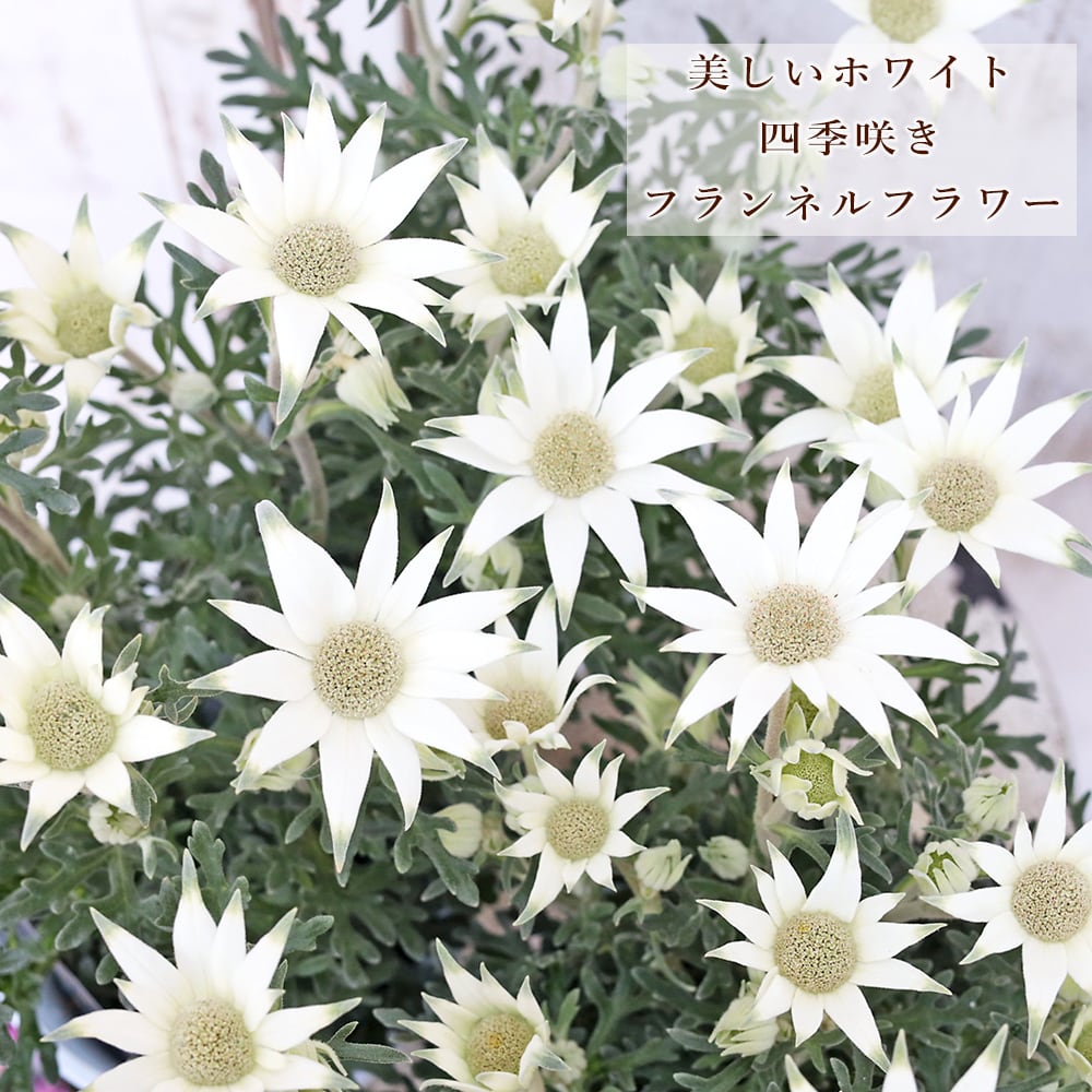 花苗 フランネルフラワー エンジェルスター 3.5号 四季咲き 多年草 白