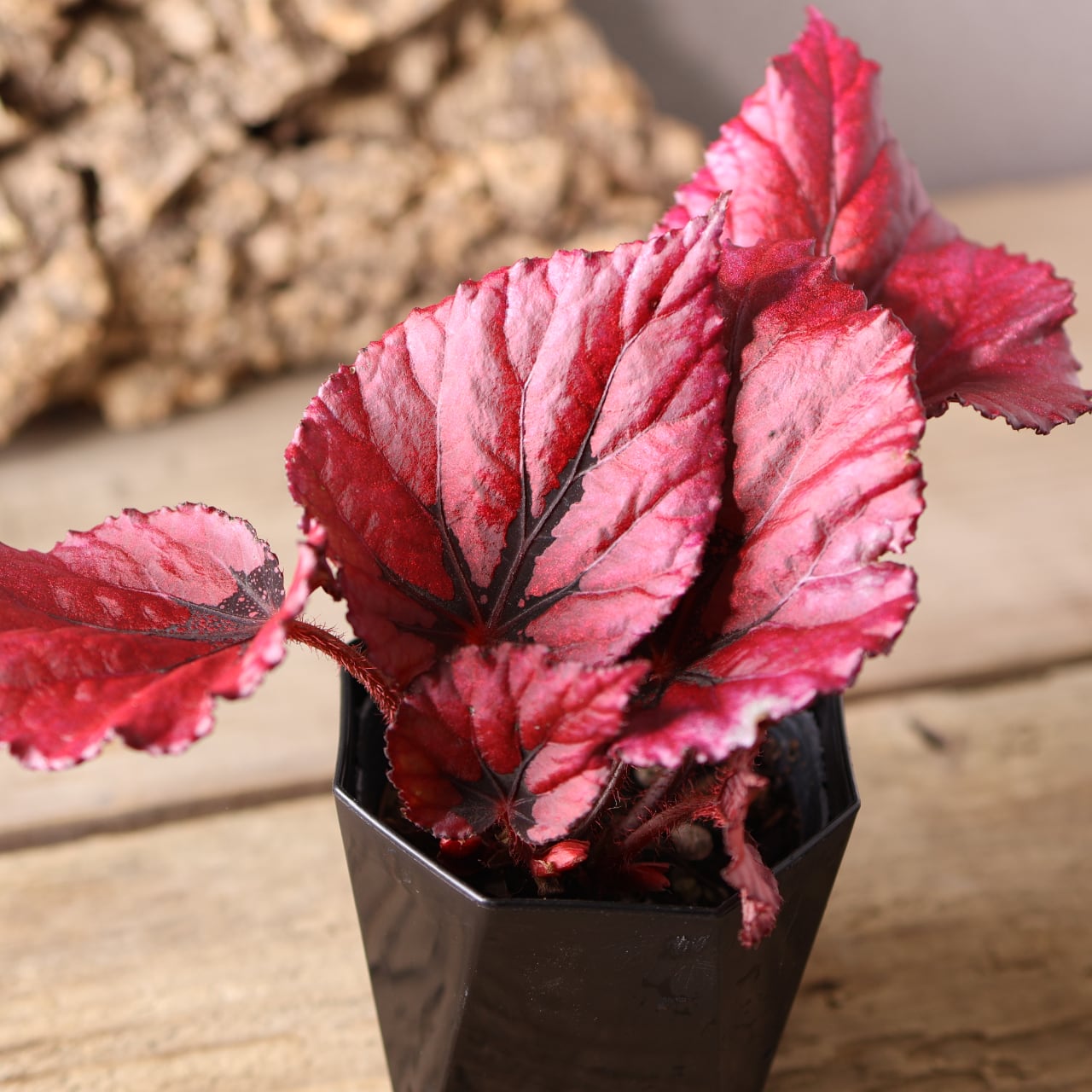 414 葉の色彩を楽しむ『レックスベゴニア』観葉植物 【送料無料